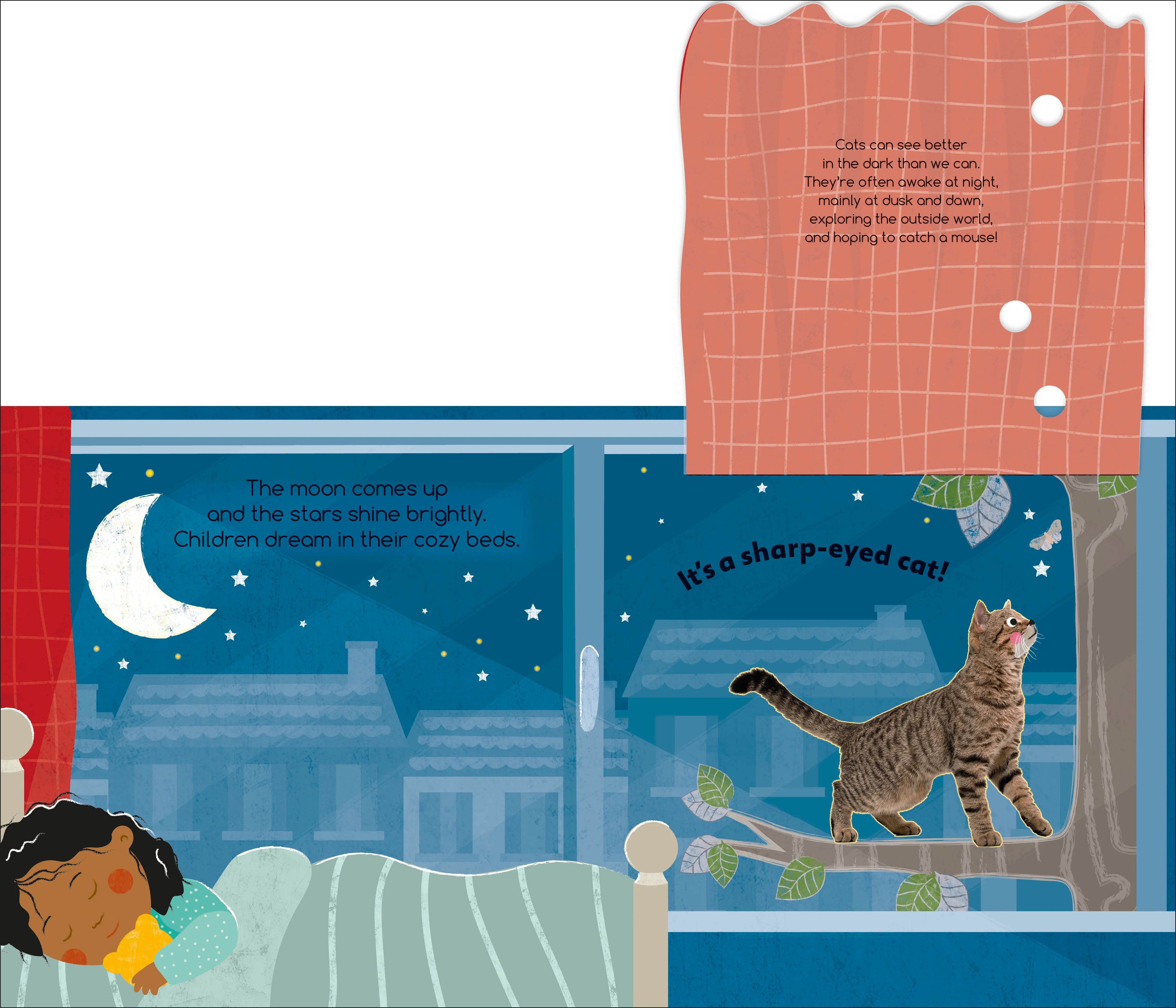Flip Flap Find! Night-time Animals - Image 5