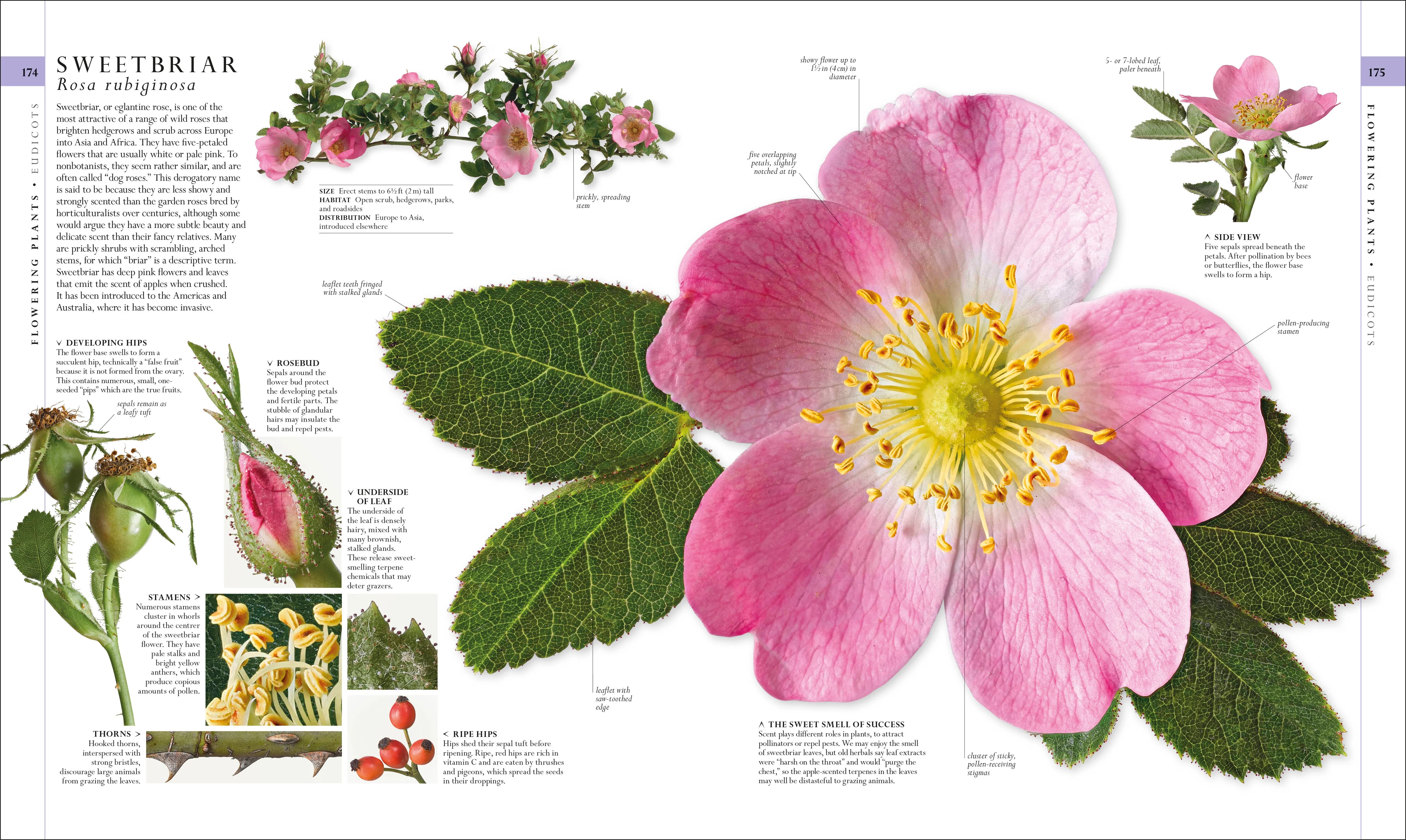 Natural History - Image 4