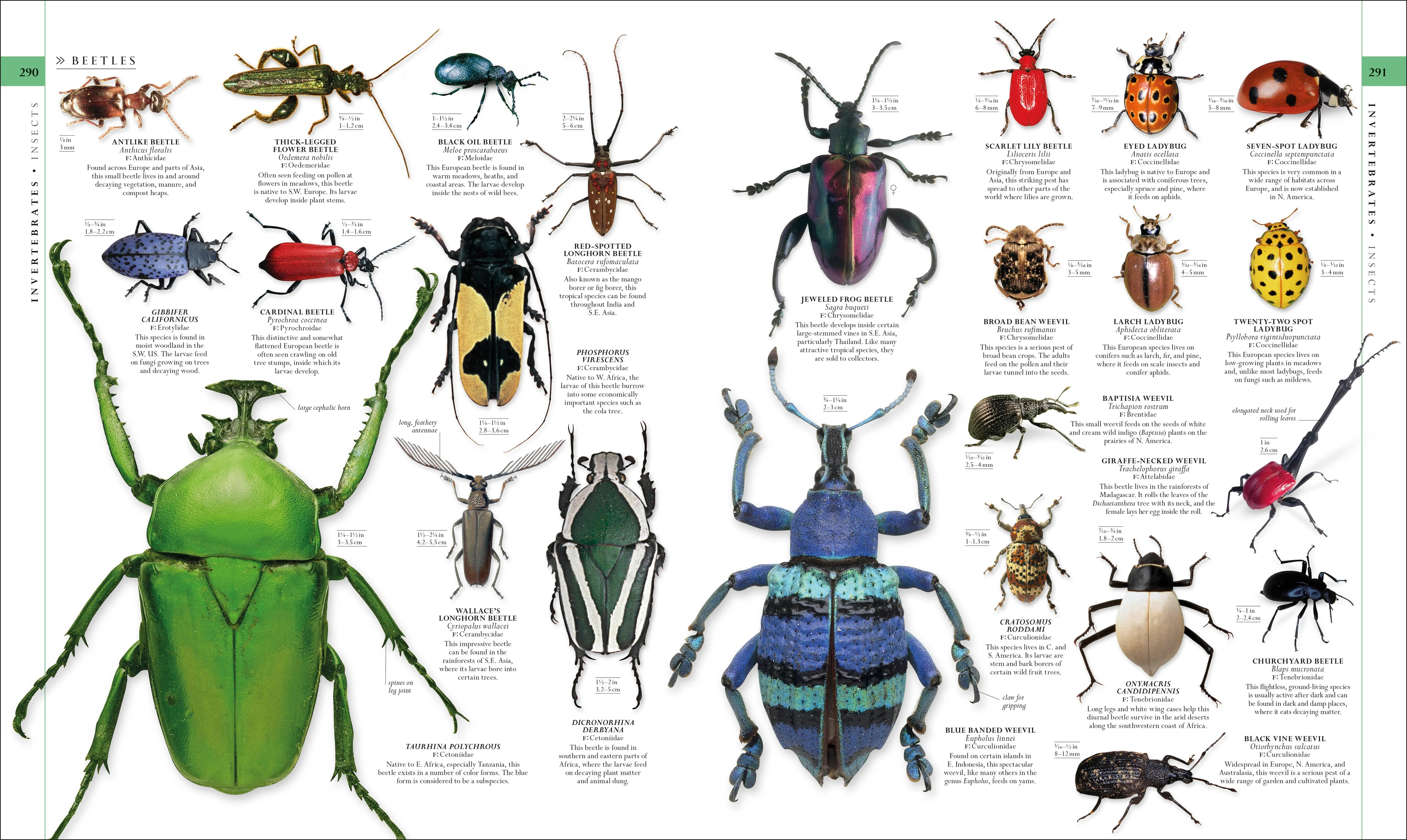 Natural History - Image 5