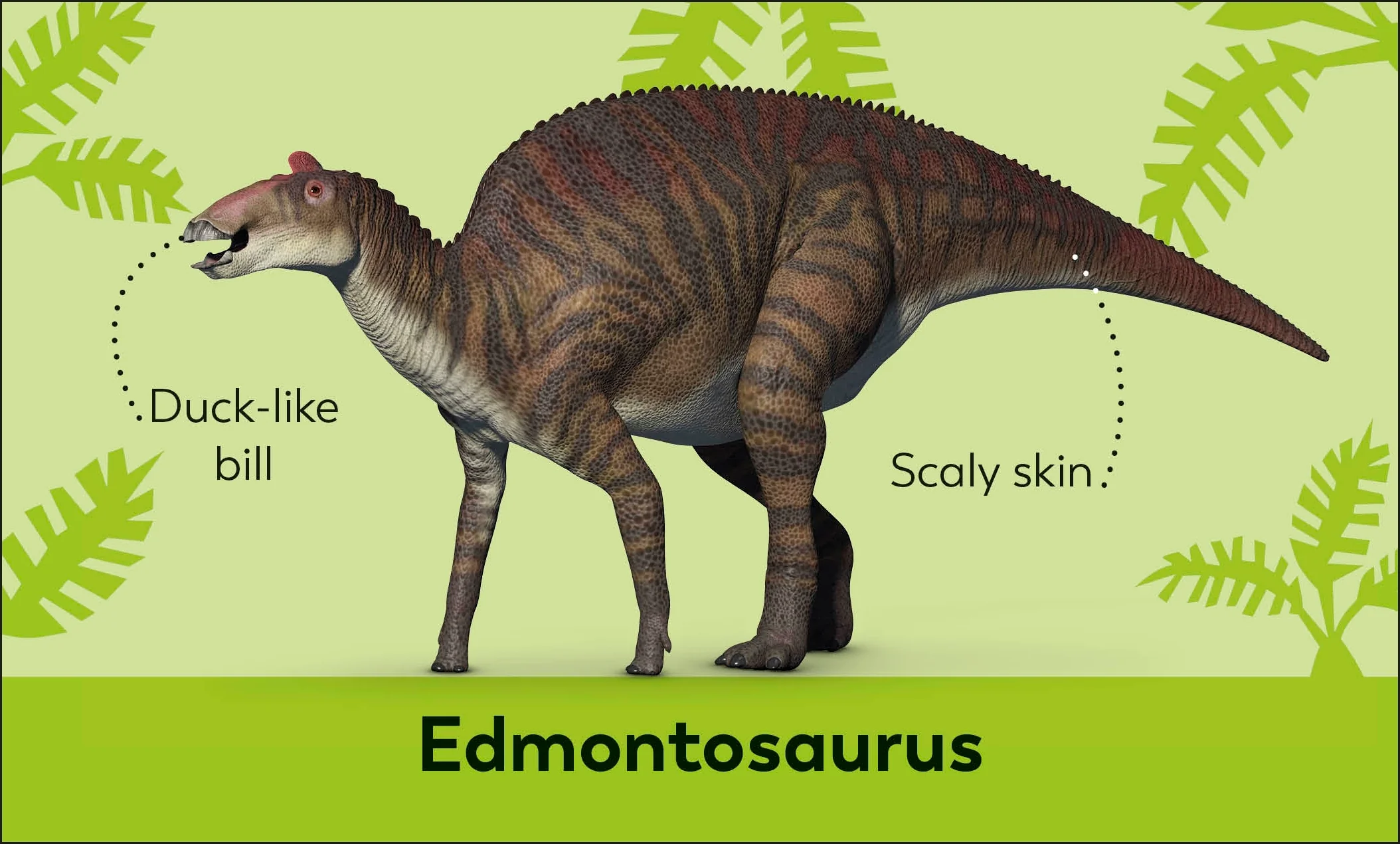 My First Dinosaur Flash Cards - Image 2