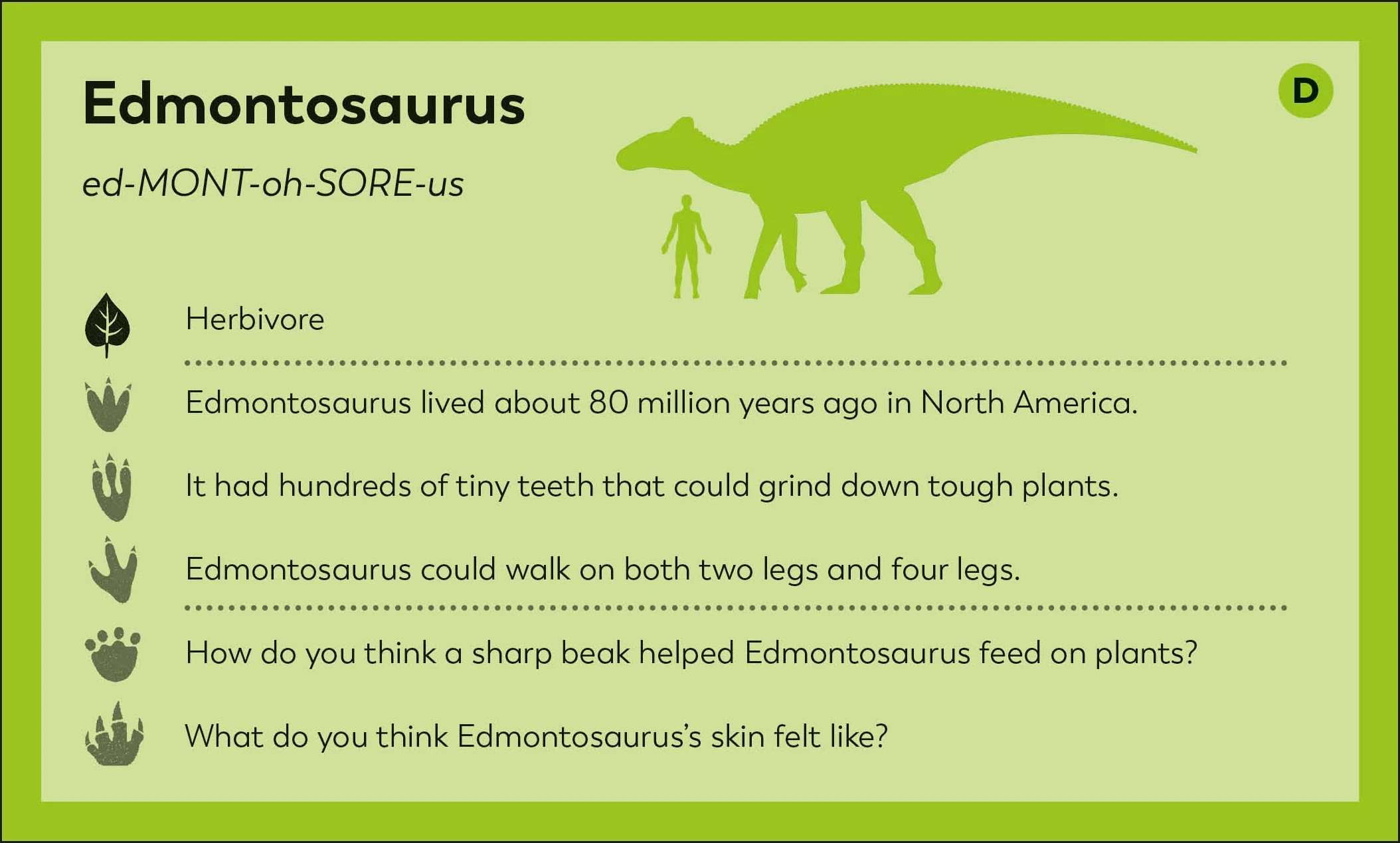 My First Dinosaur Flash Cards - Image 3
