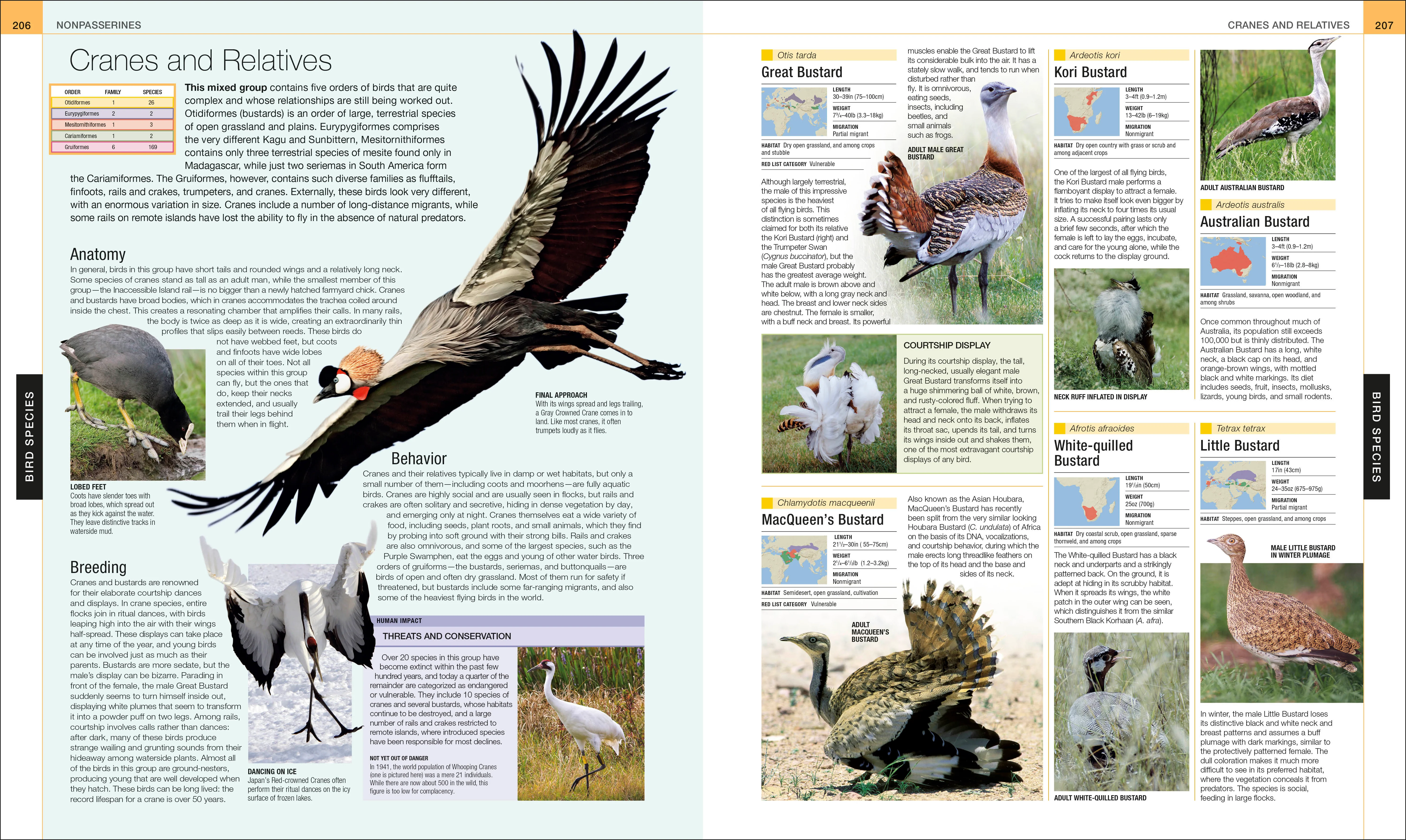 Bird - Image 10