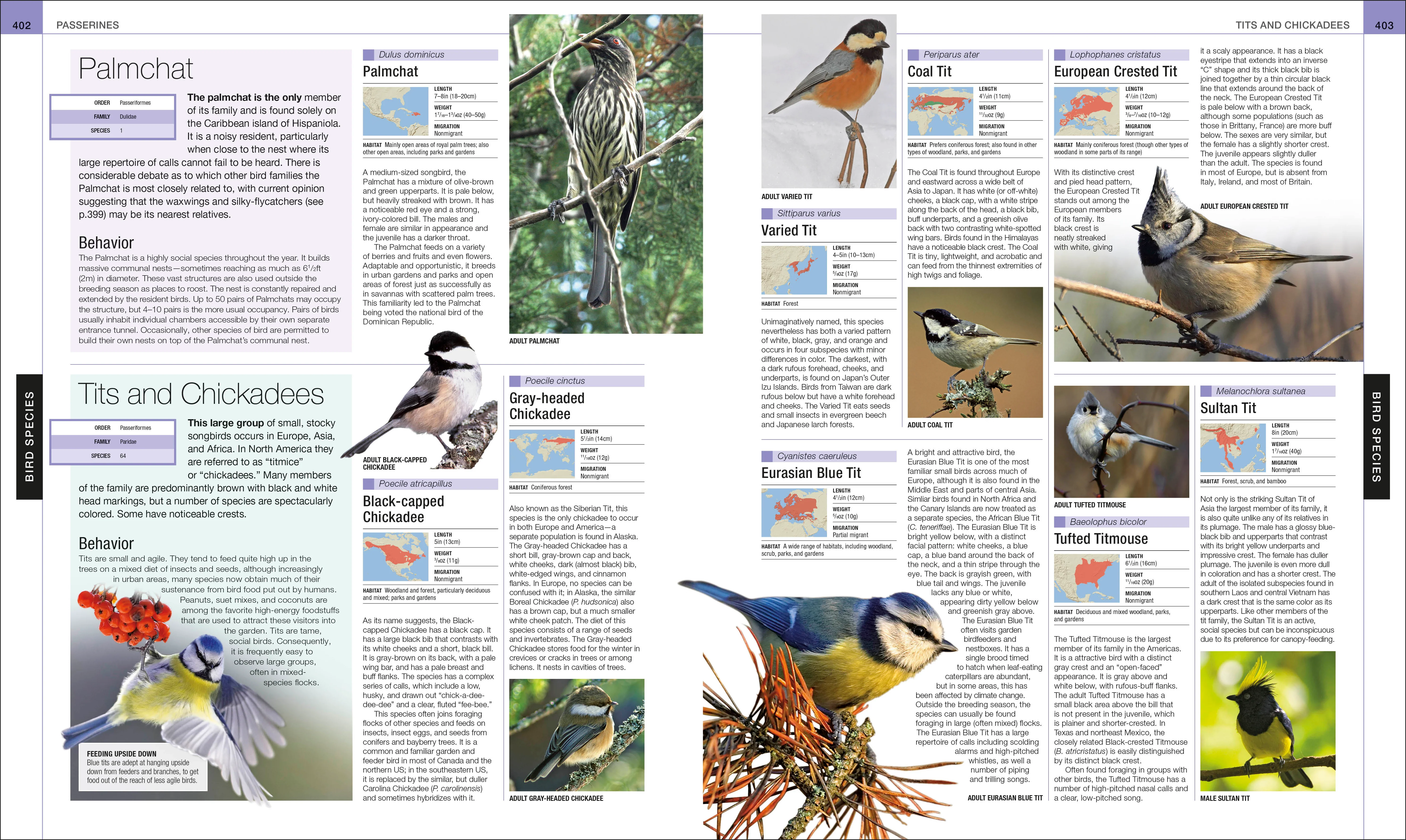 Bird - Image 13