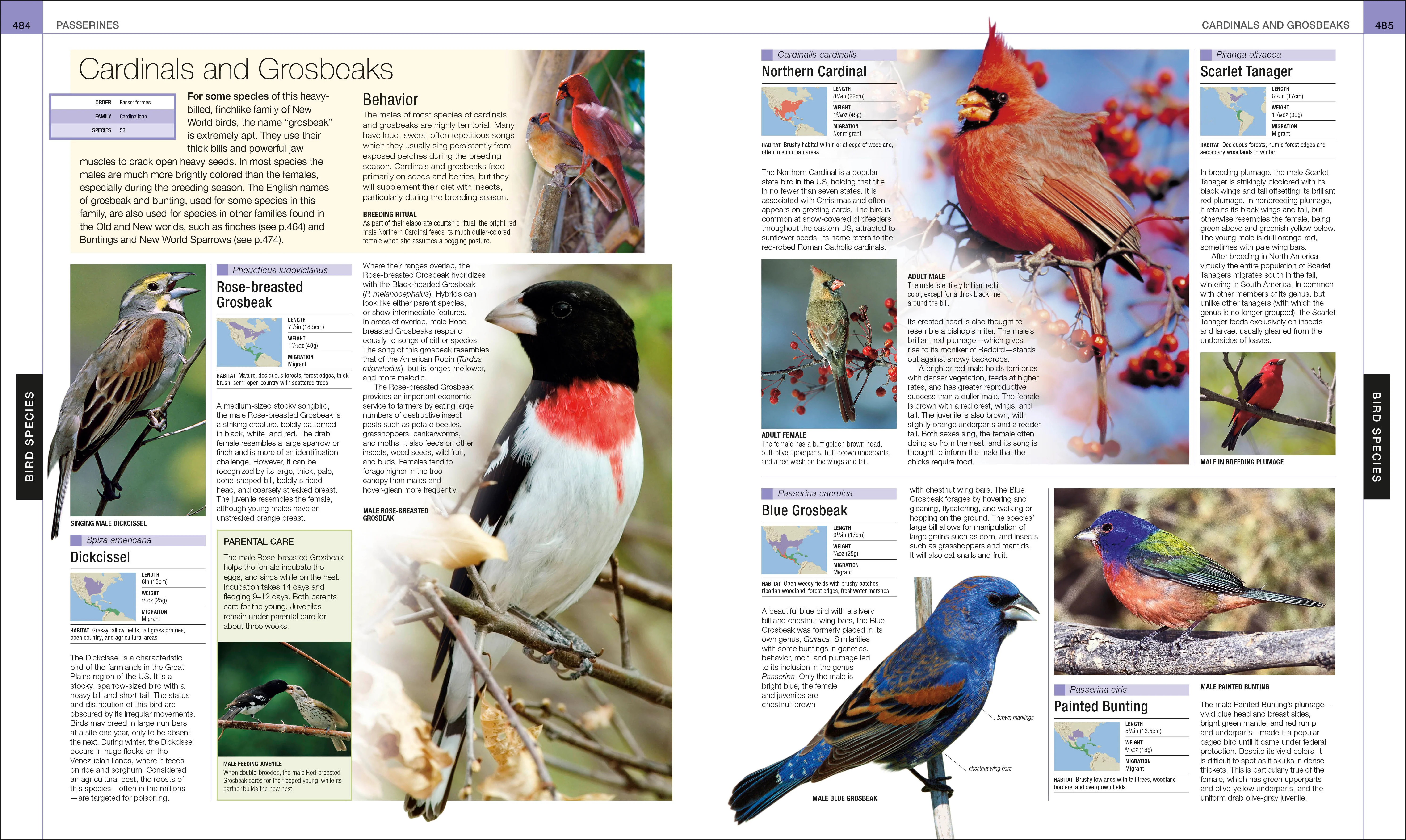 Bird - Image 14