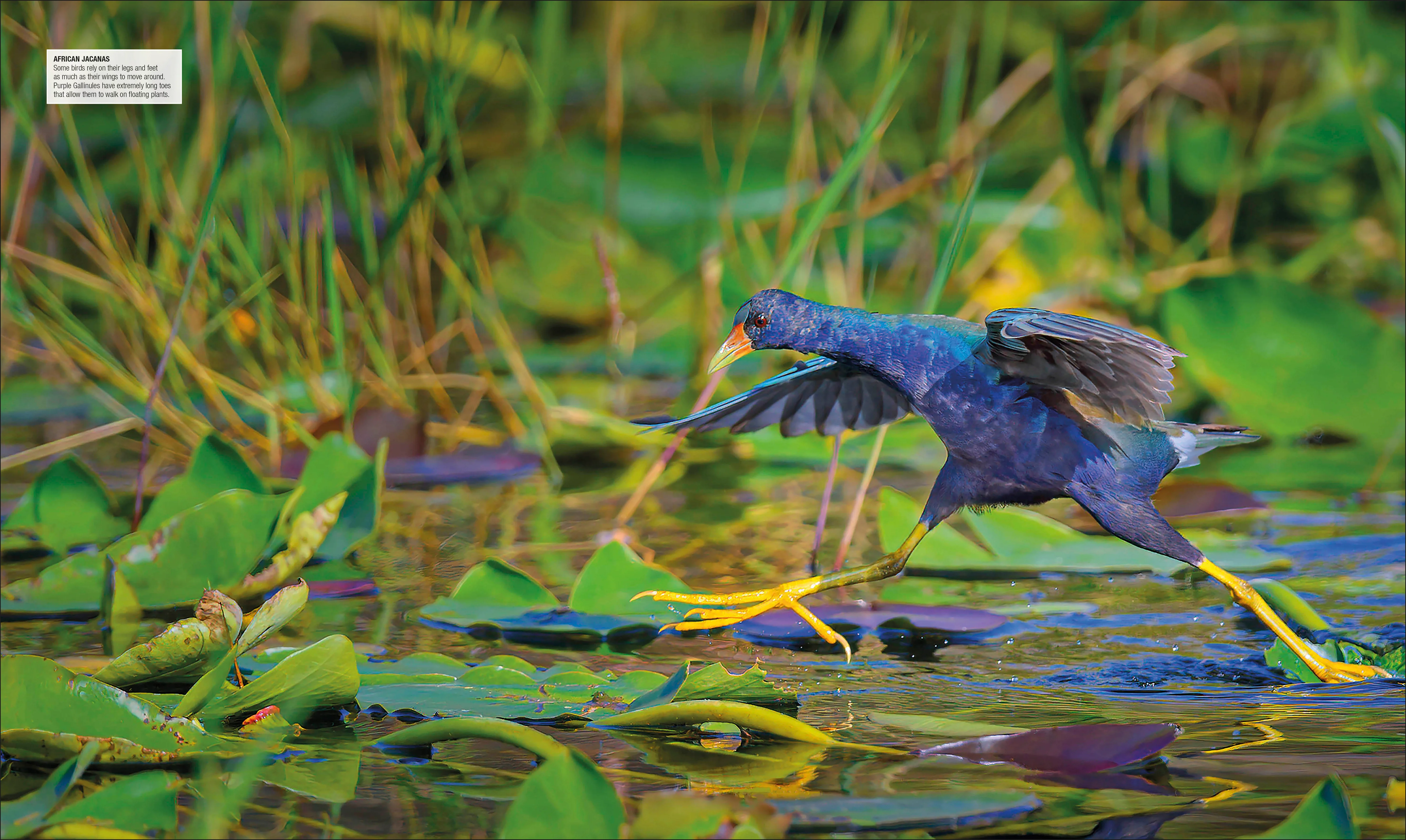 Bird - Image 2
