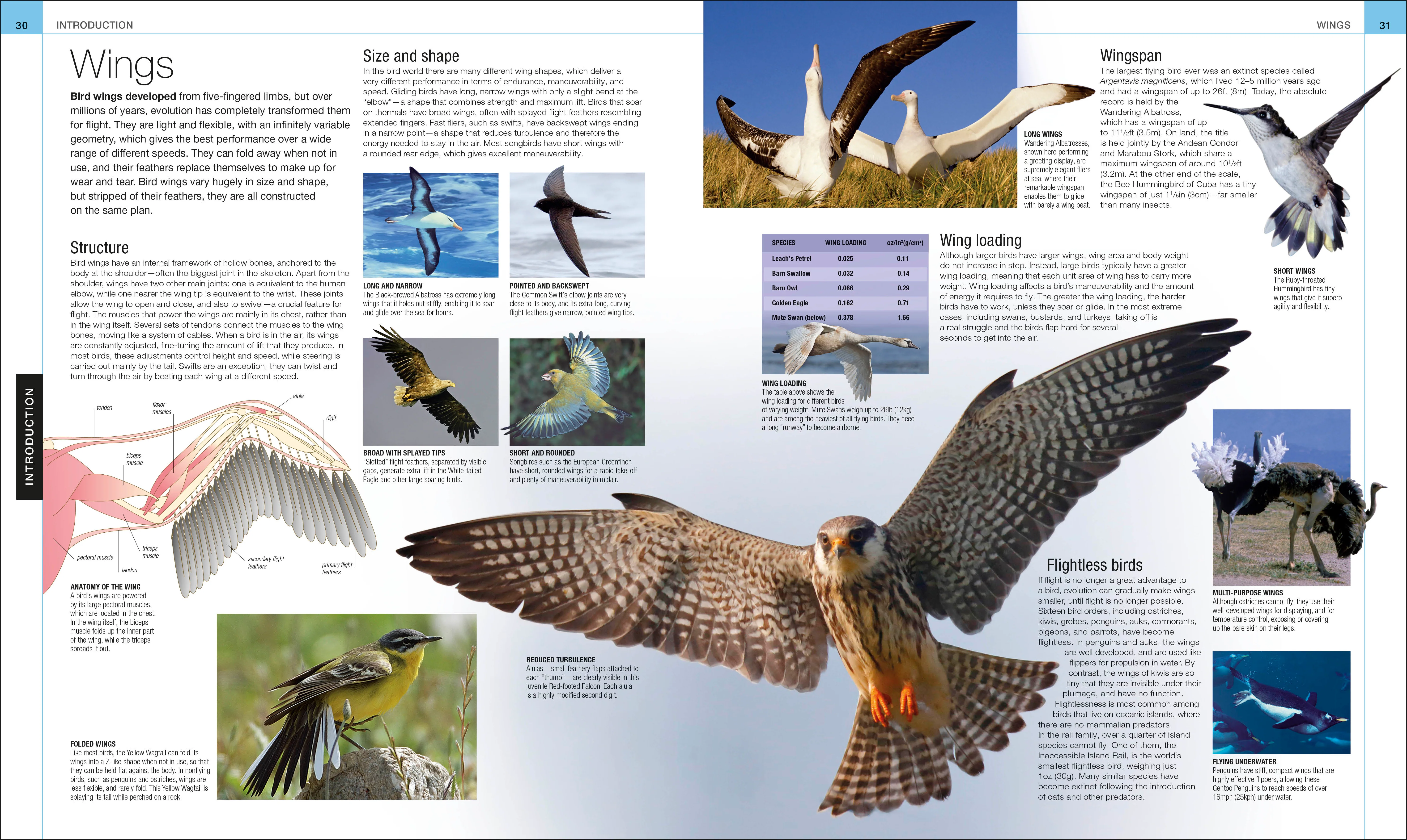 Bird - Image 3