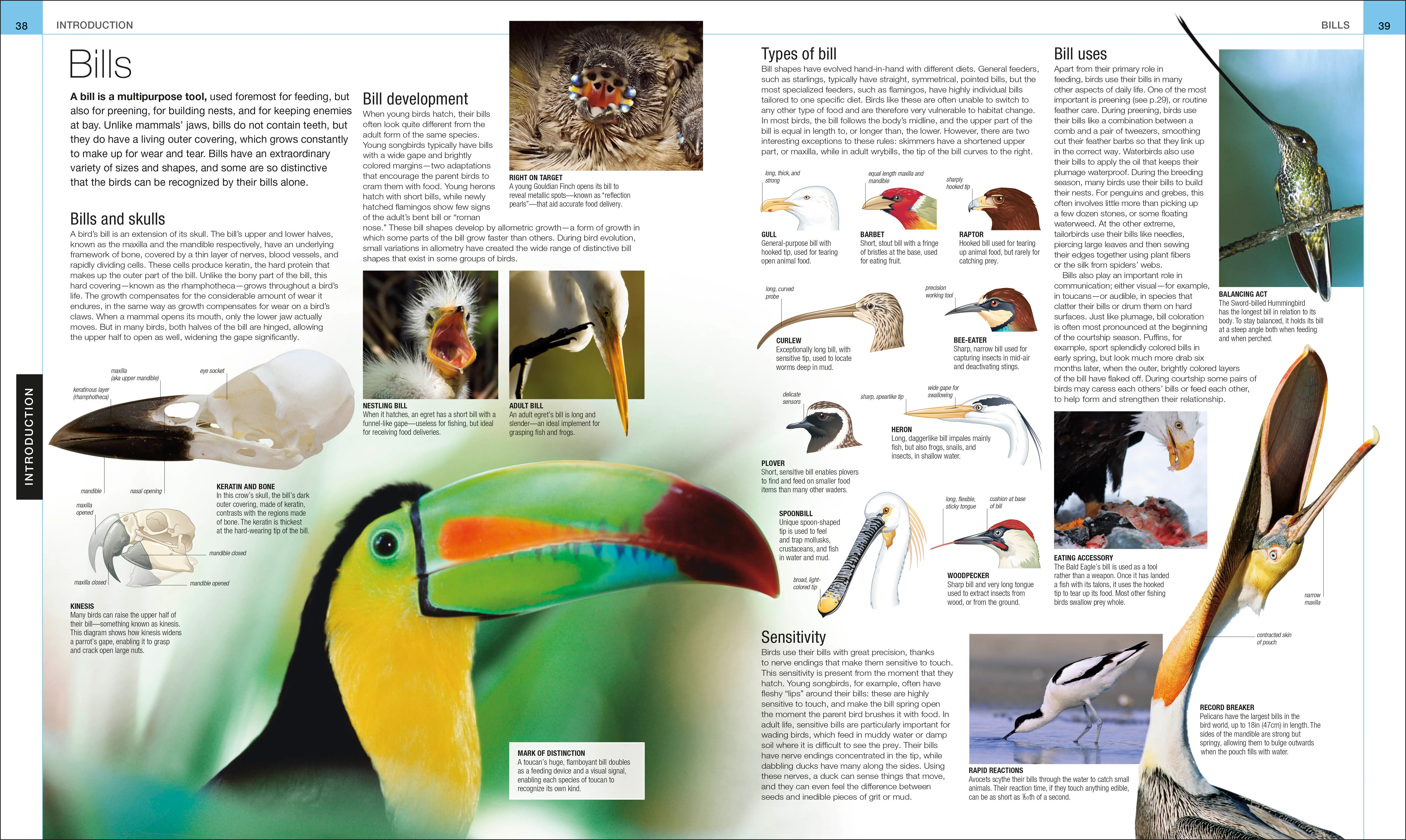 Bird - Image 4