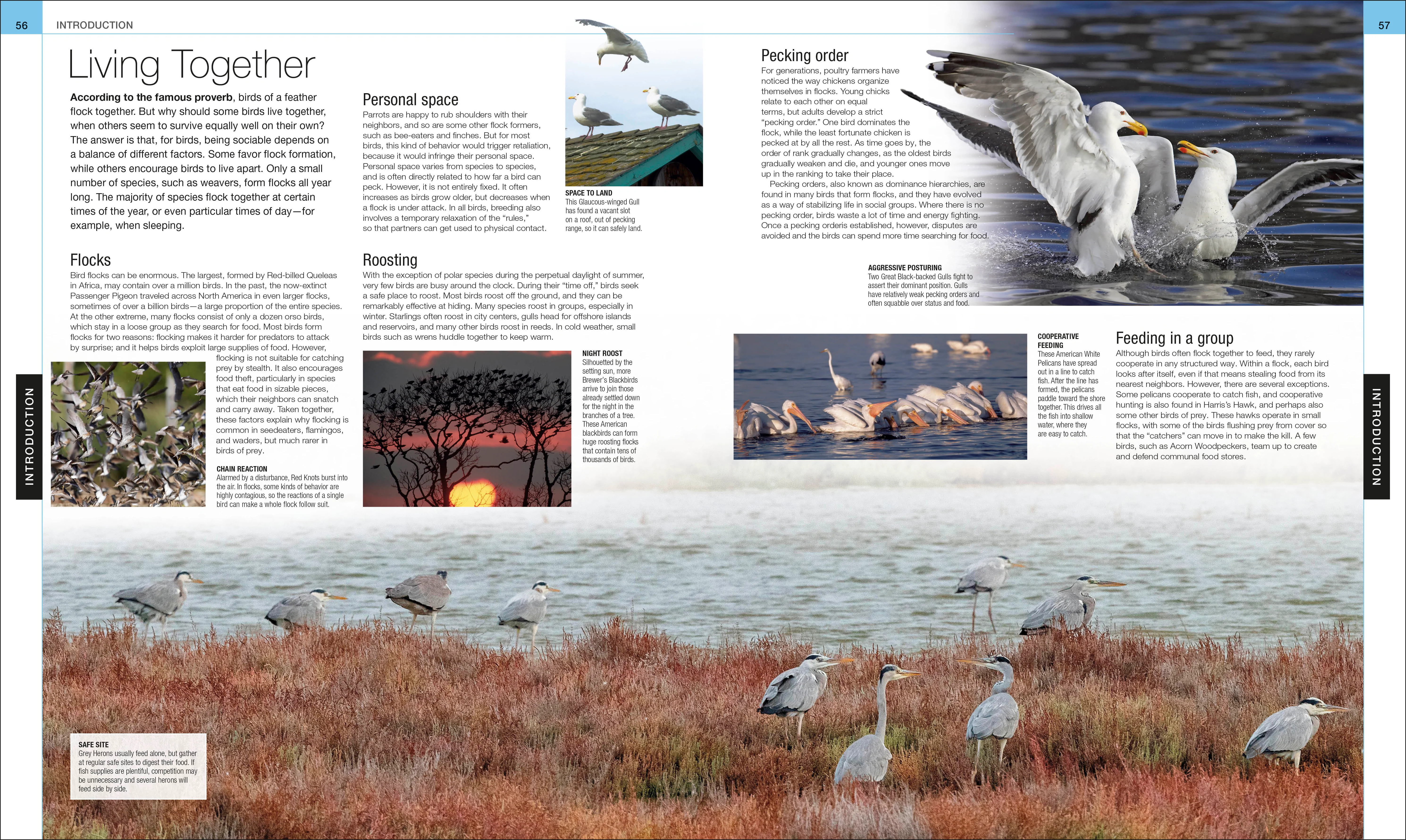 Bird - Image 5