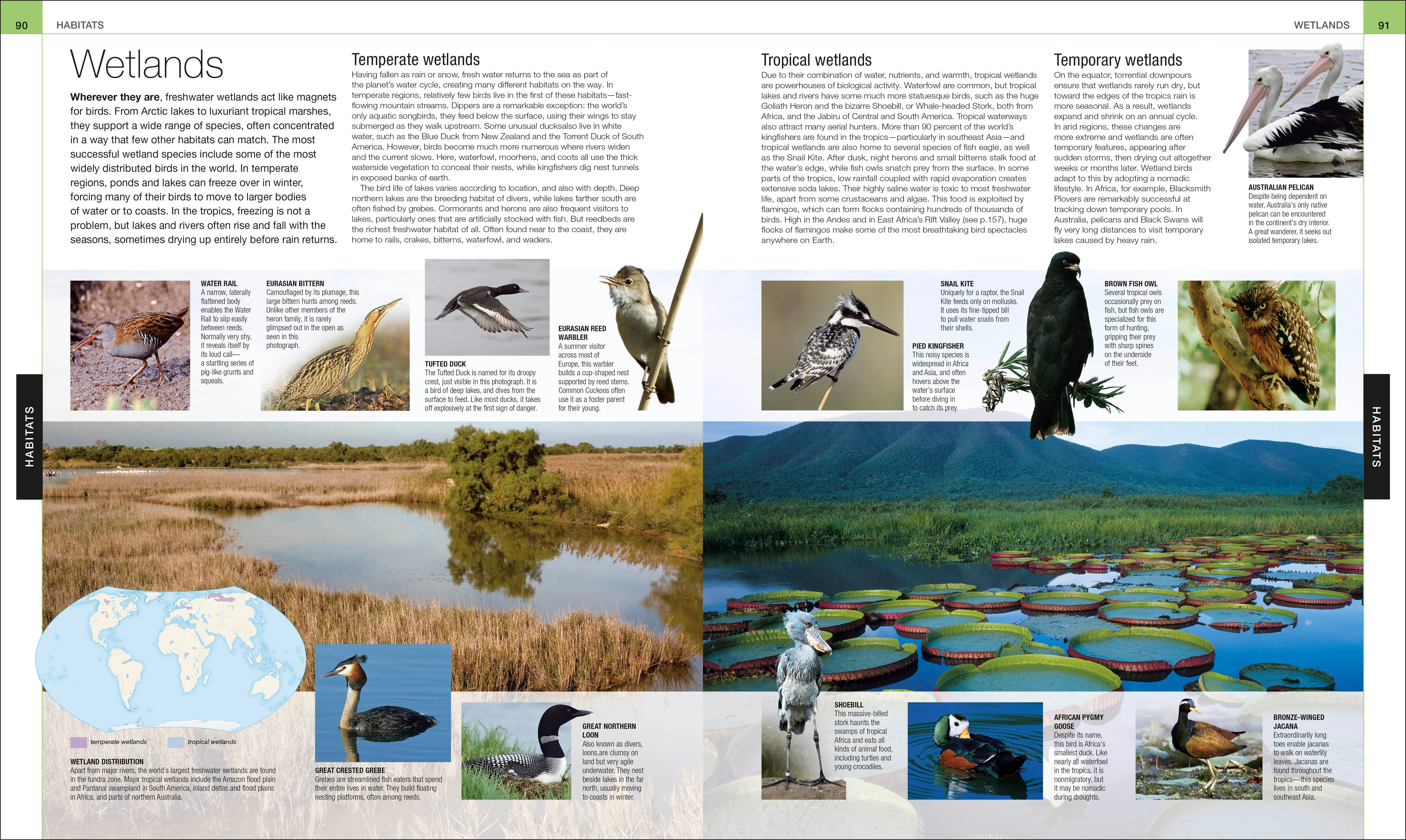 Bird - Image 6