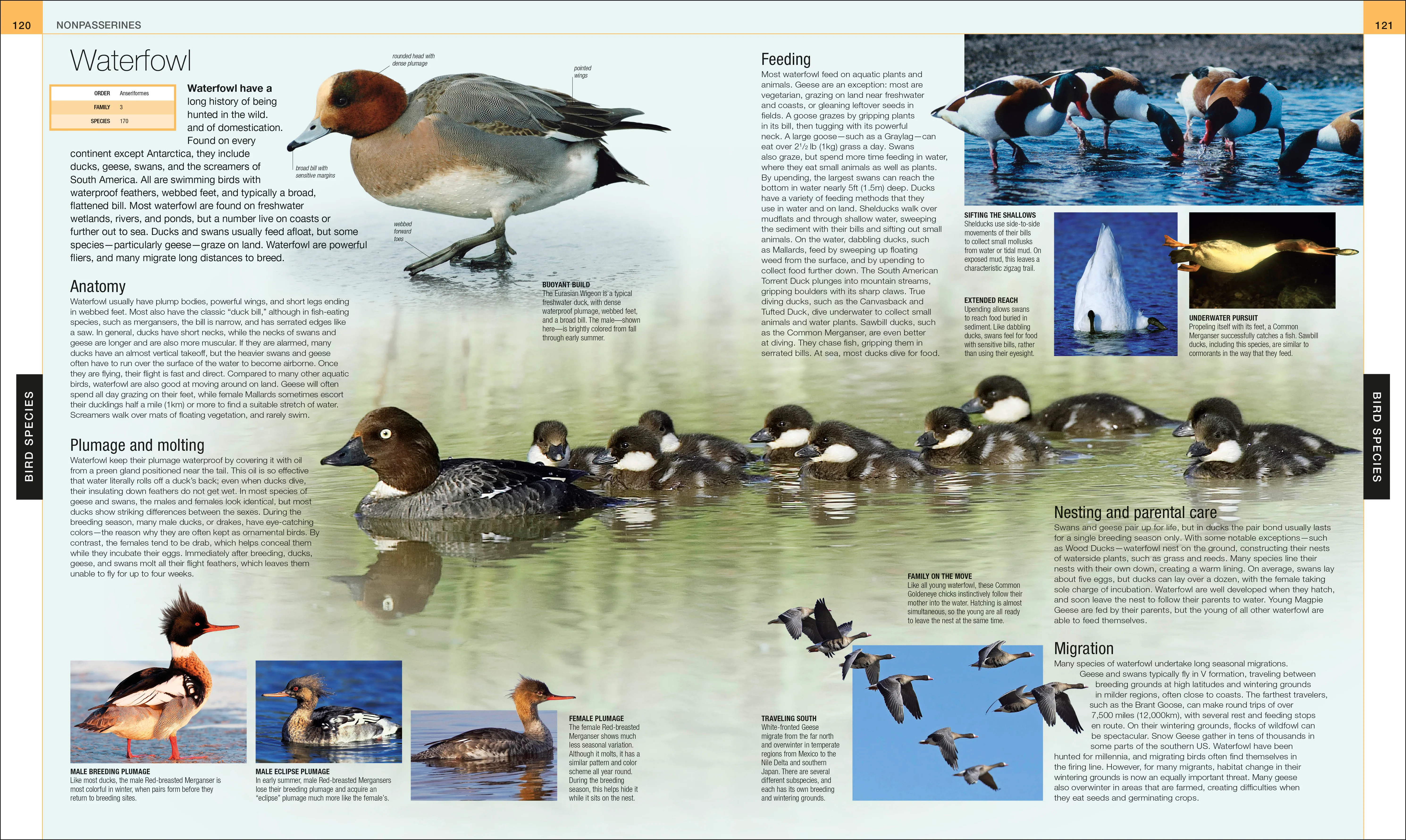 Bird - Image 8