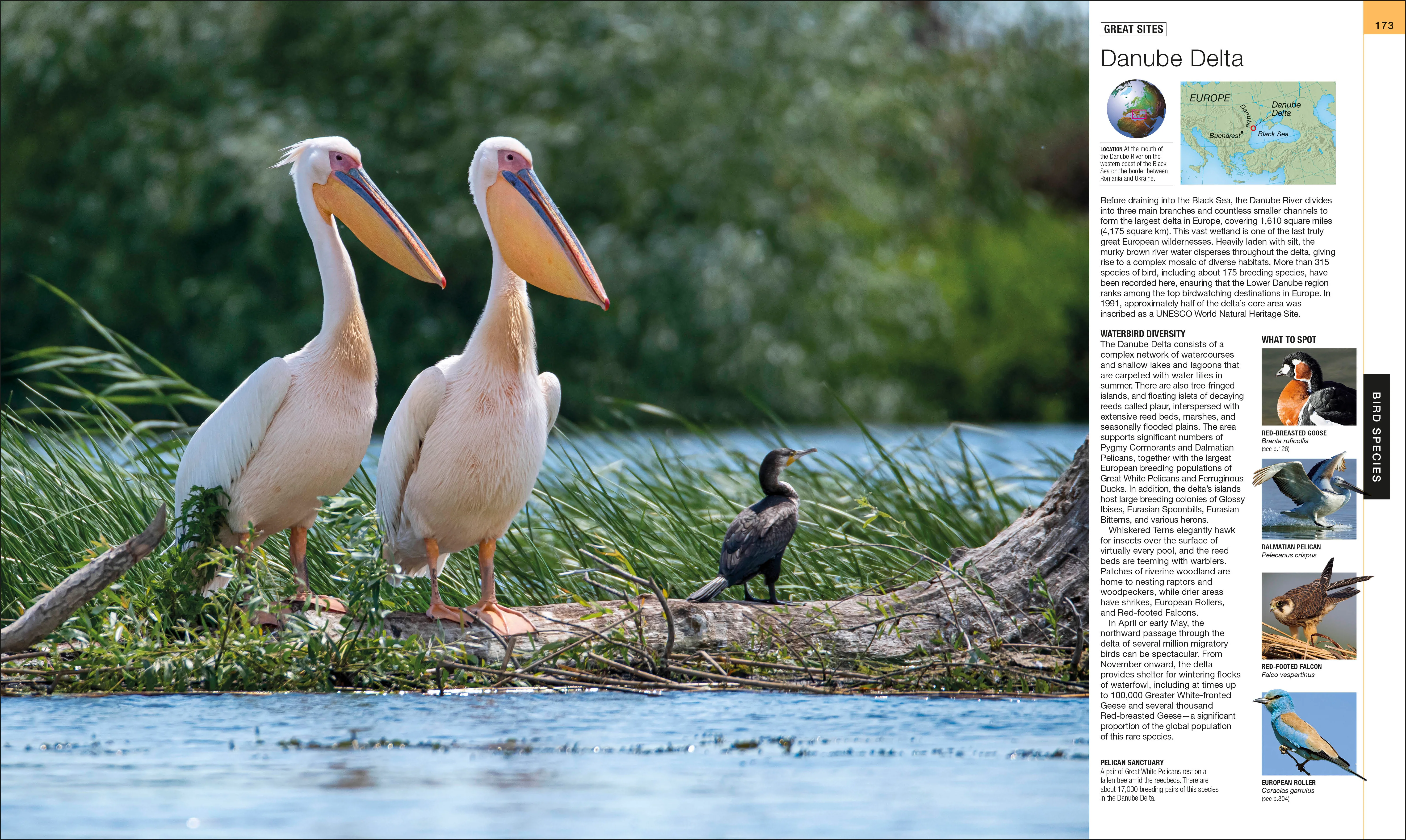 Bird - Image 9