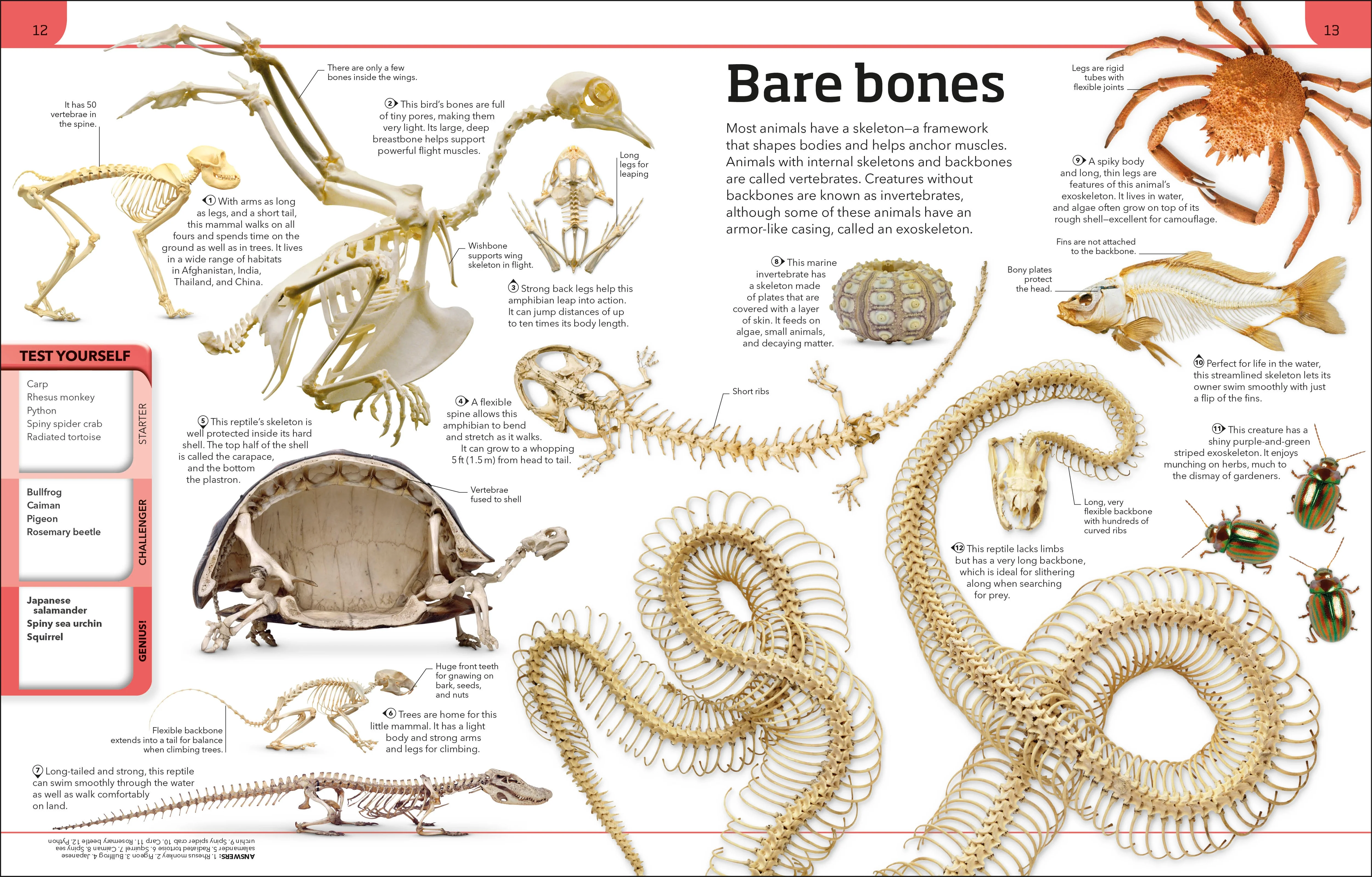 Animal Knowledge Genius! - Image 2
