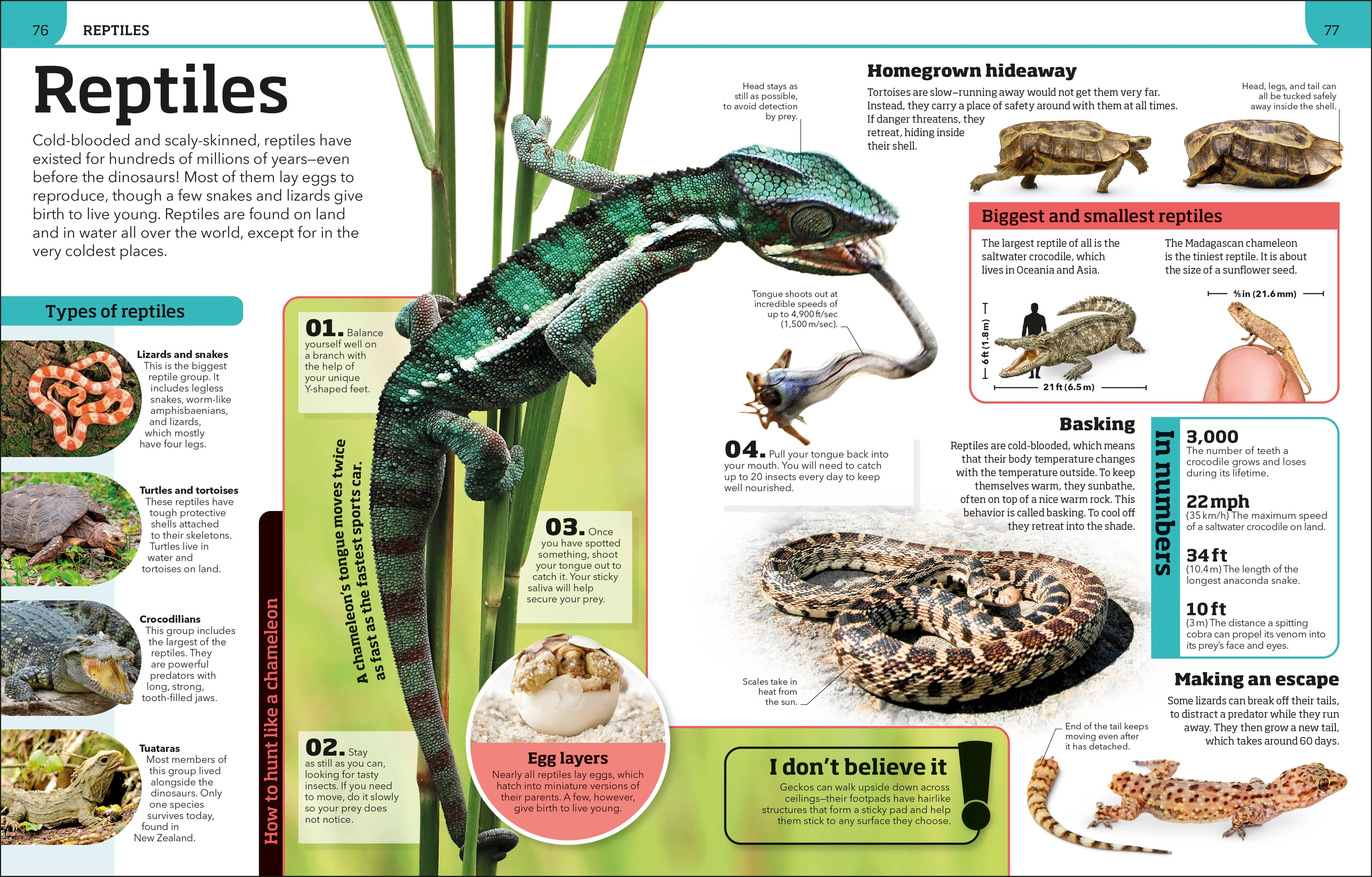 Animal Knowledge Genius! - Image 7