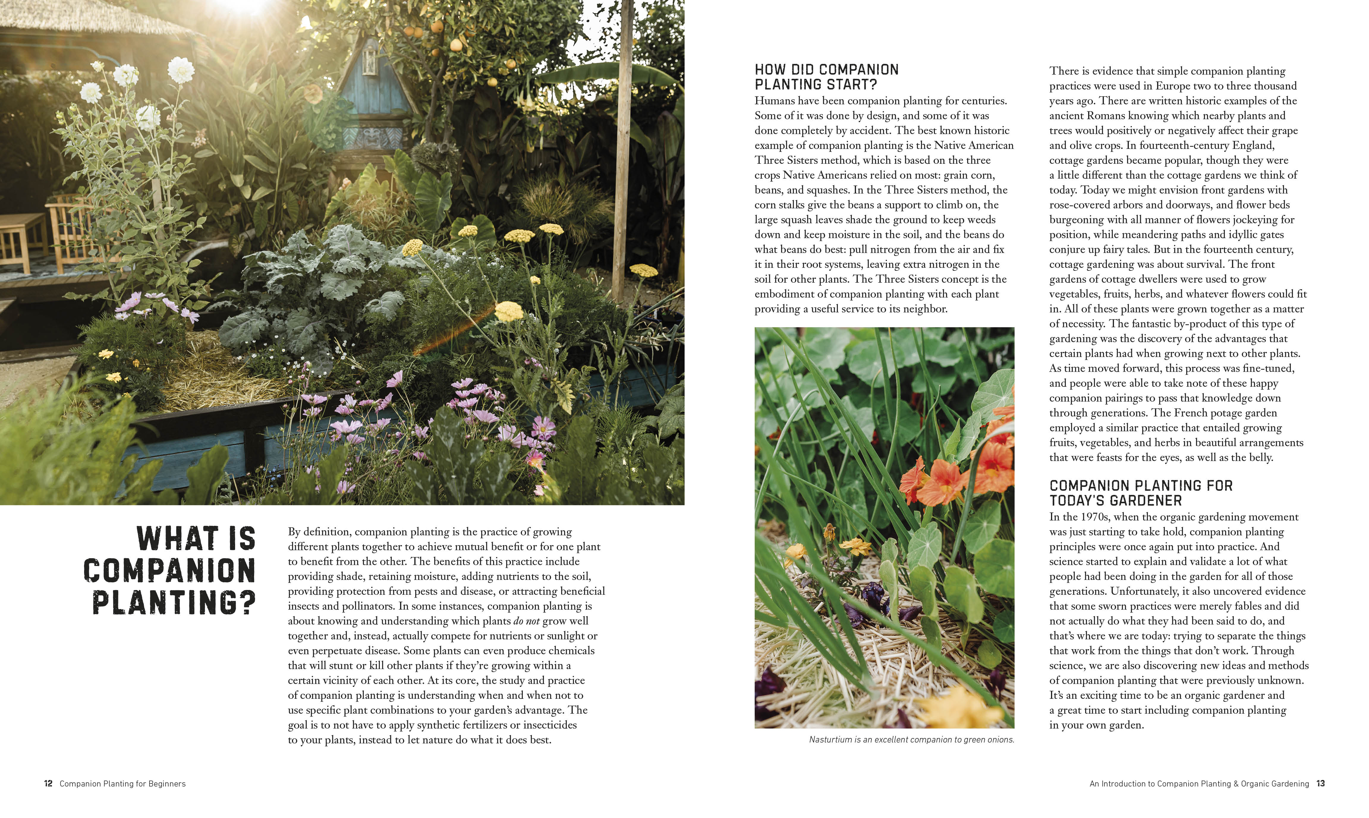 Companion Planting for Beginners - Image 2
