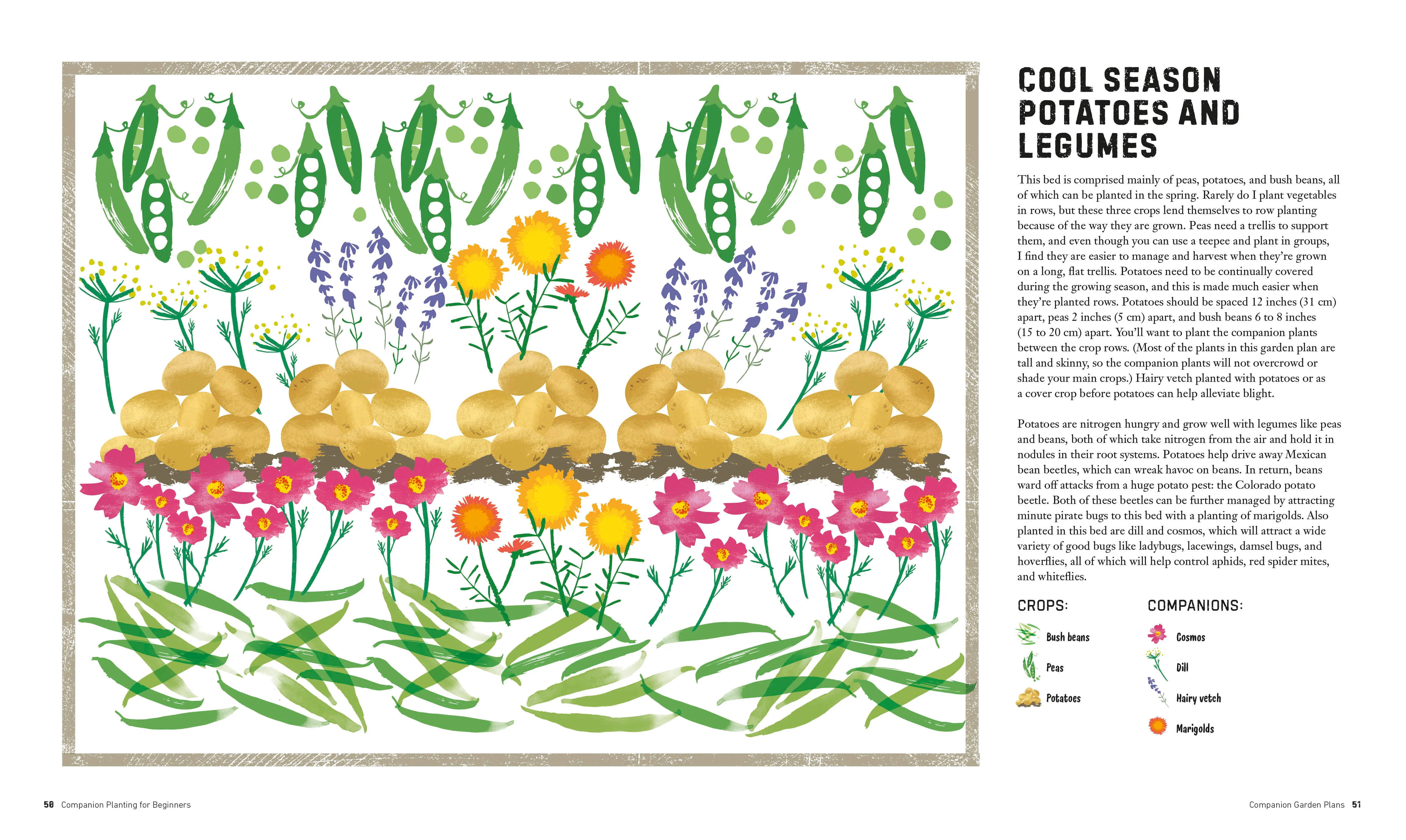 Companion Planting for Beginners - Image 3