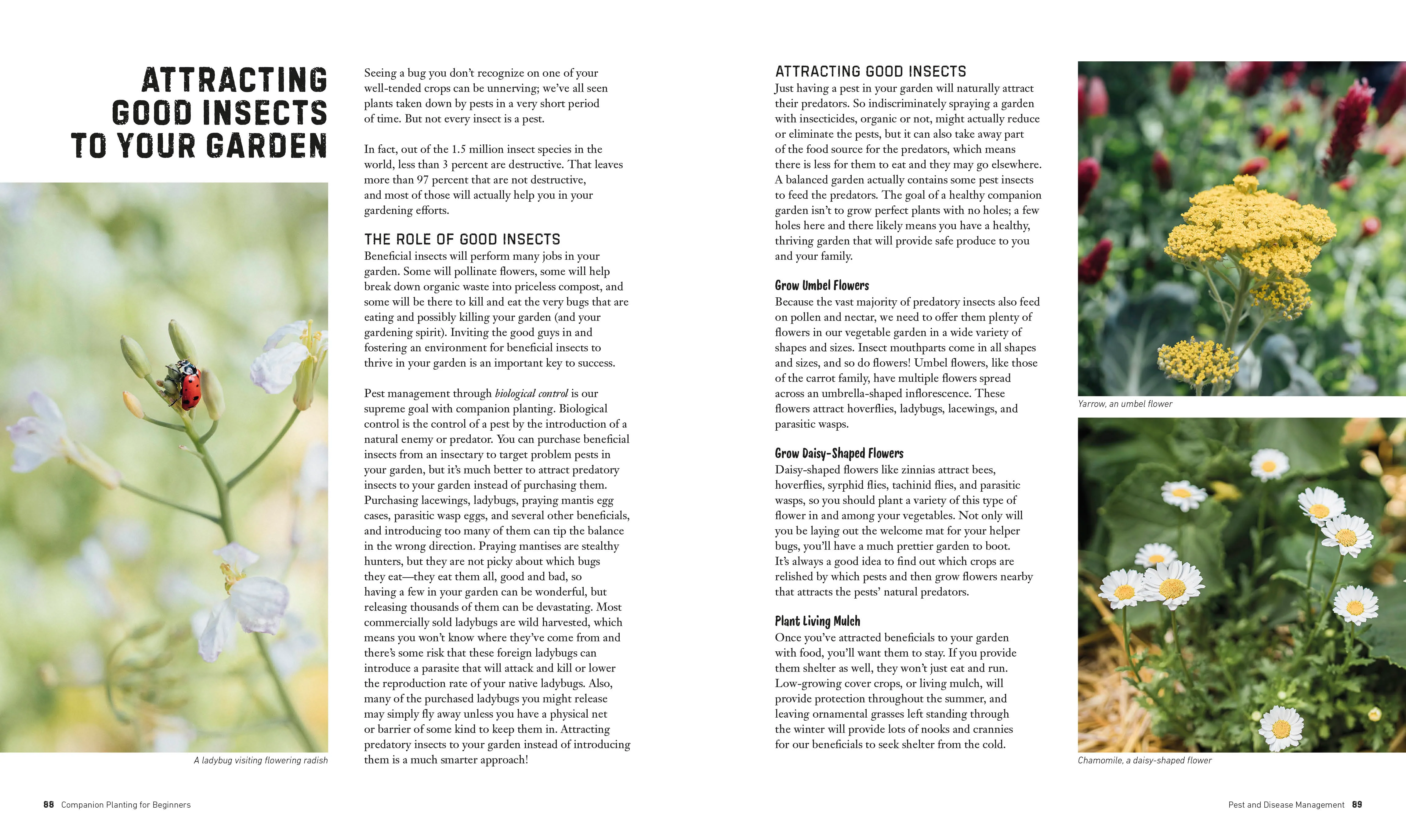 Companion Planting for Beginners - Image 4