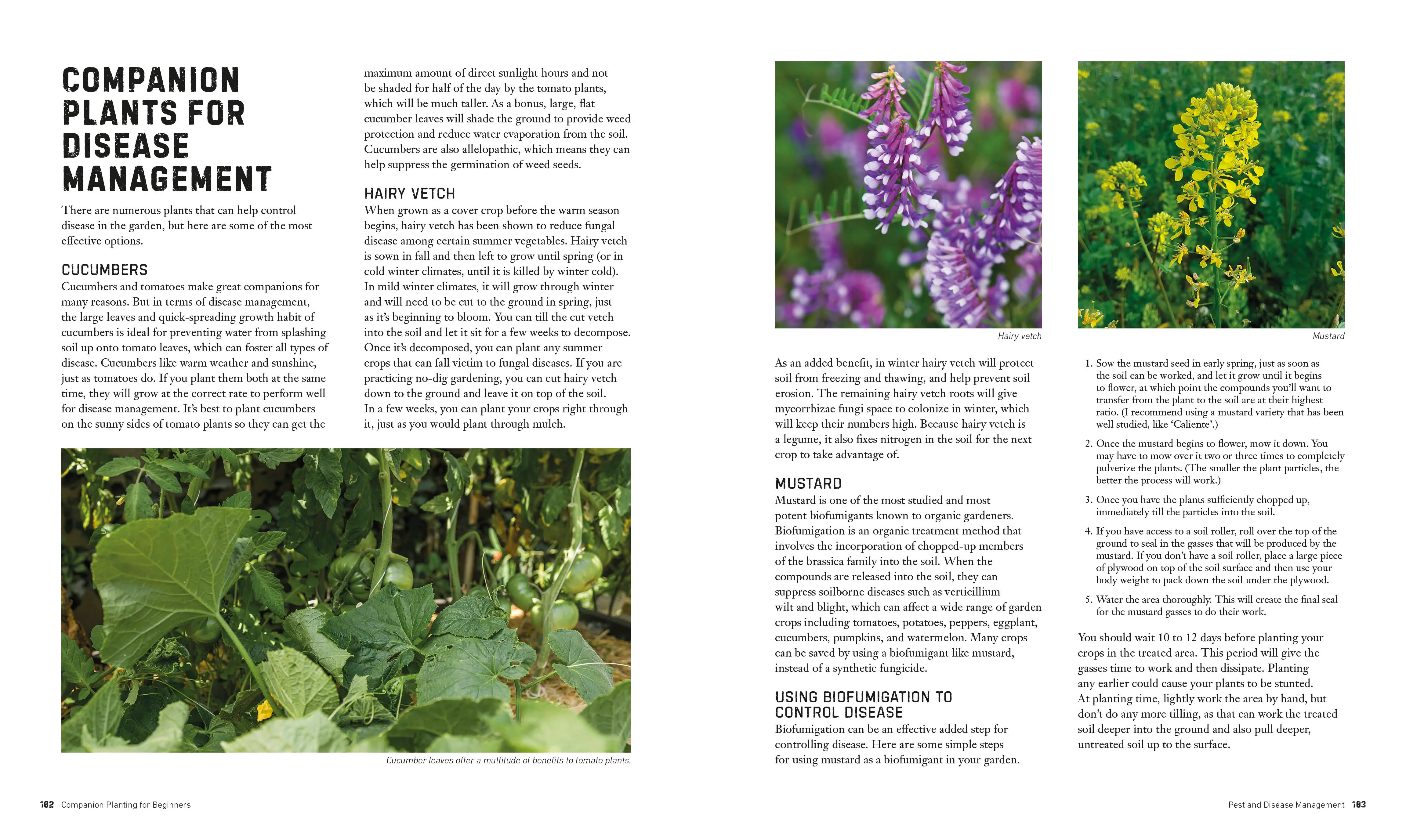 Companion Planting for Beginners - Image 5