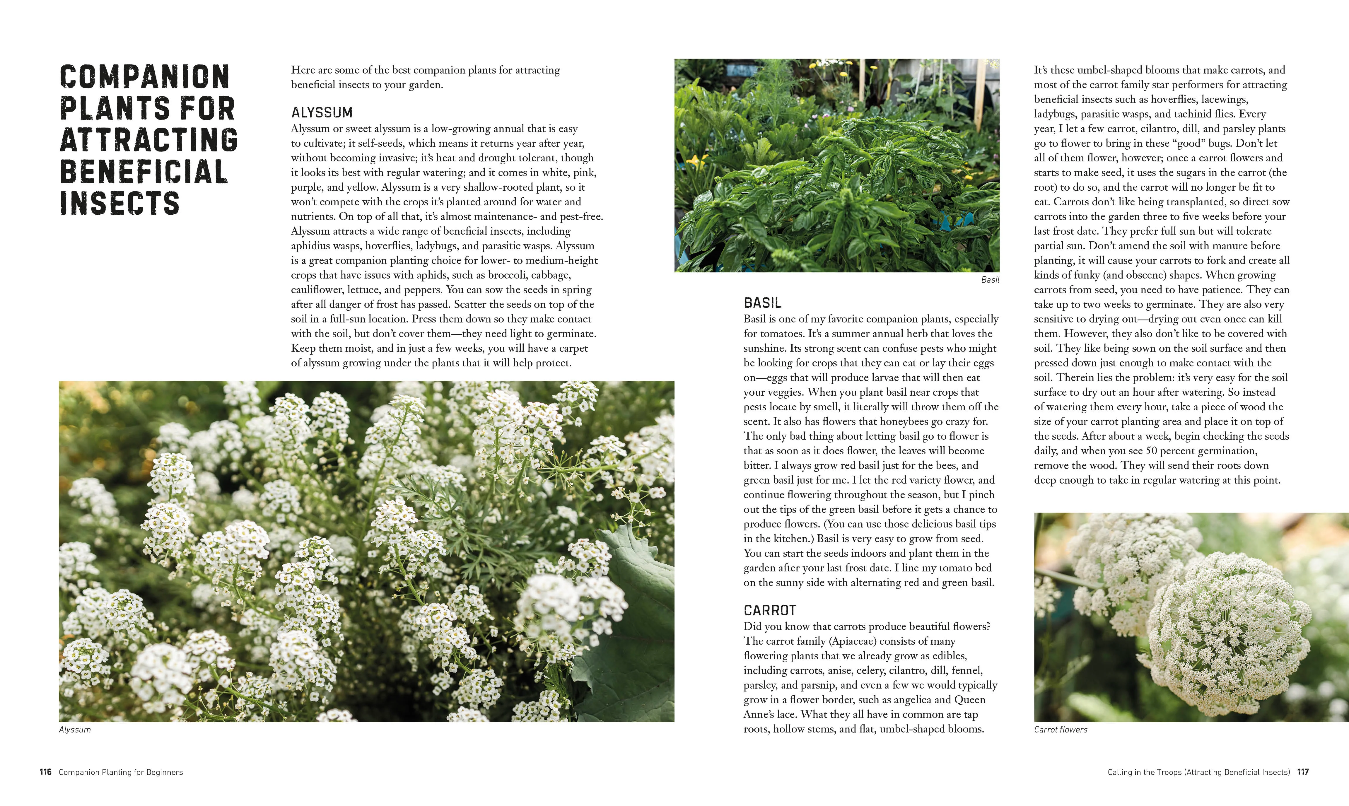 Companion Planting for Beginners - Image 6