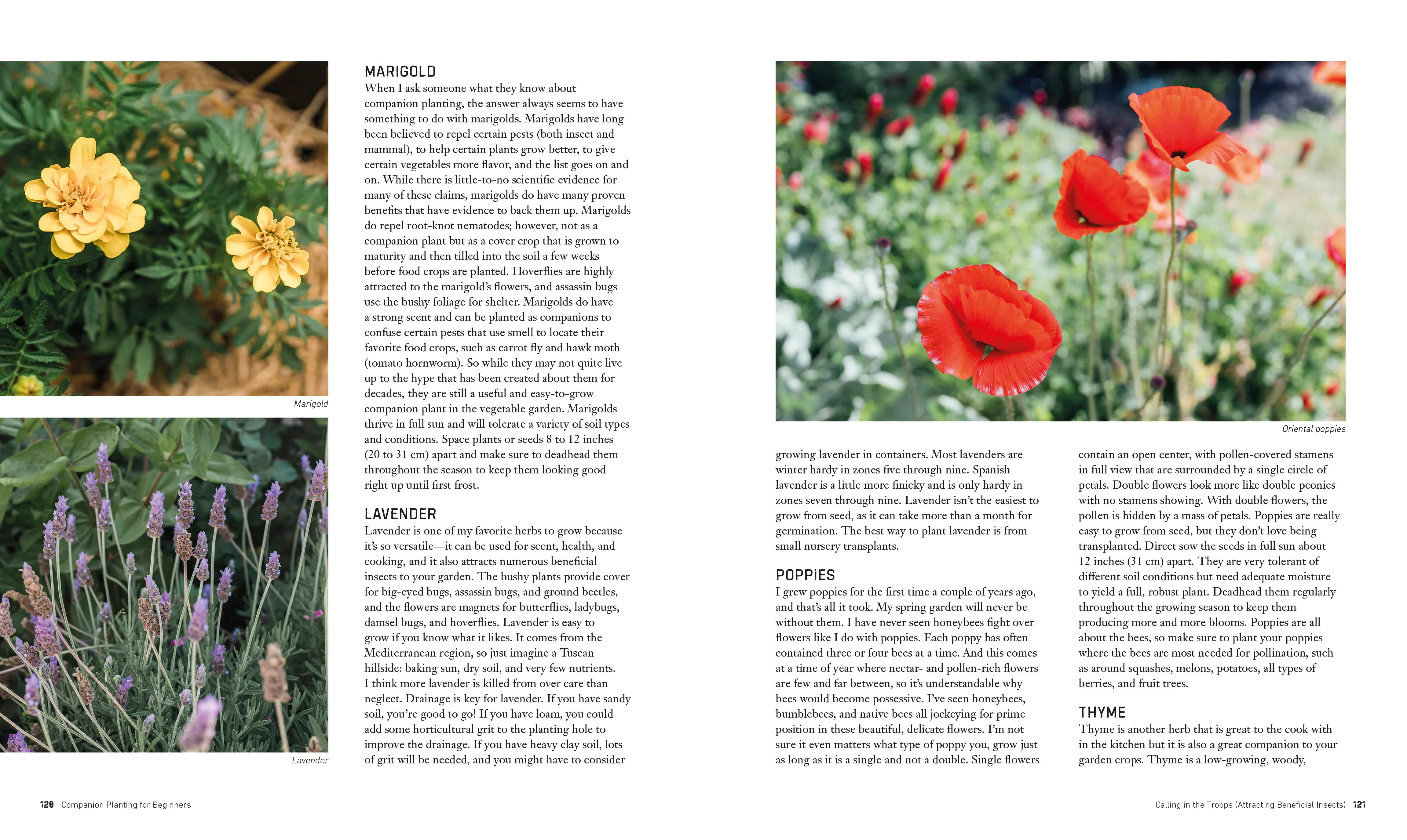 Companion Planting for Beginners - Image 7