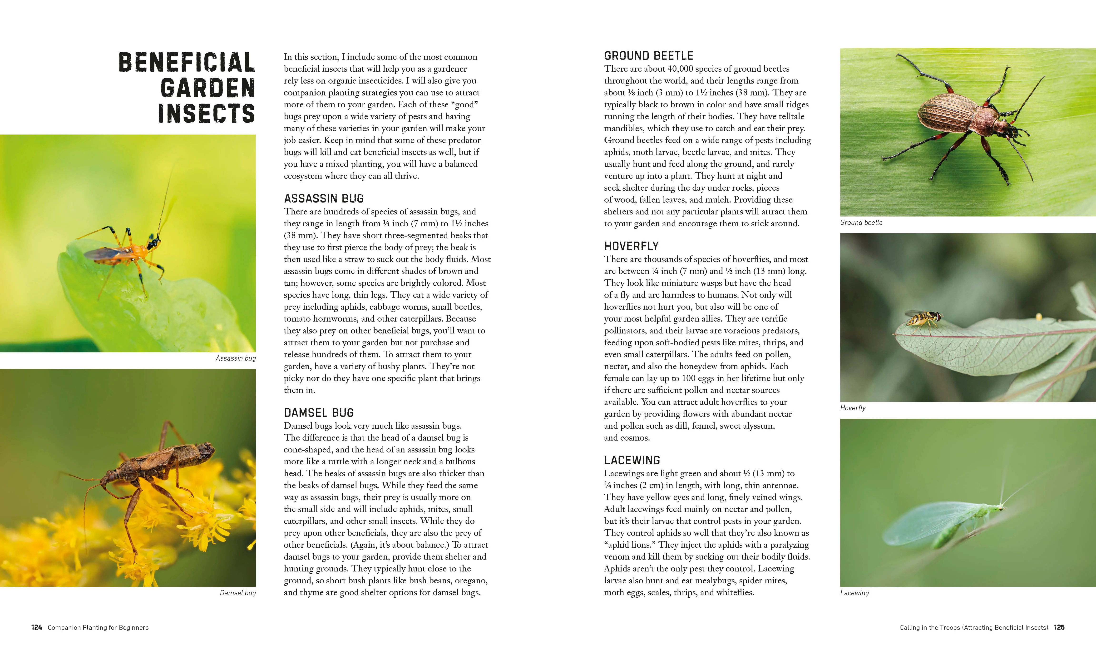 Companion Planting for Beginners - Image 8