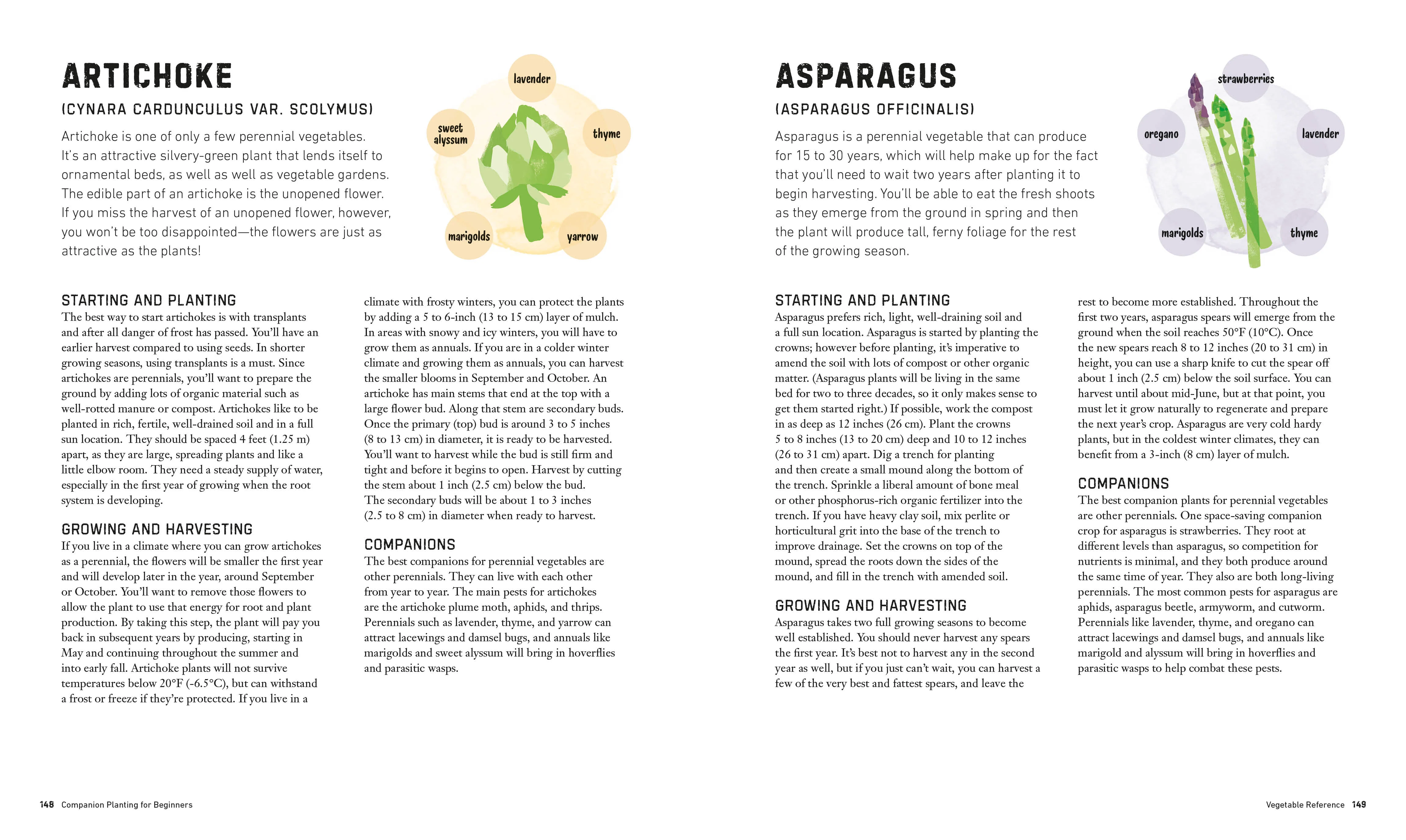 Companion Planting for Beginners - Image 9