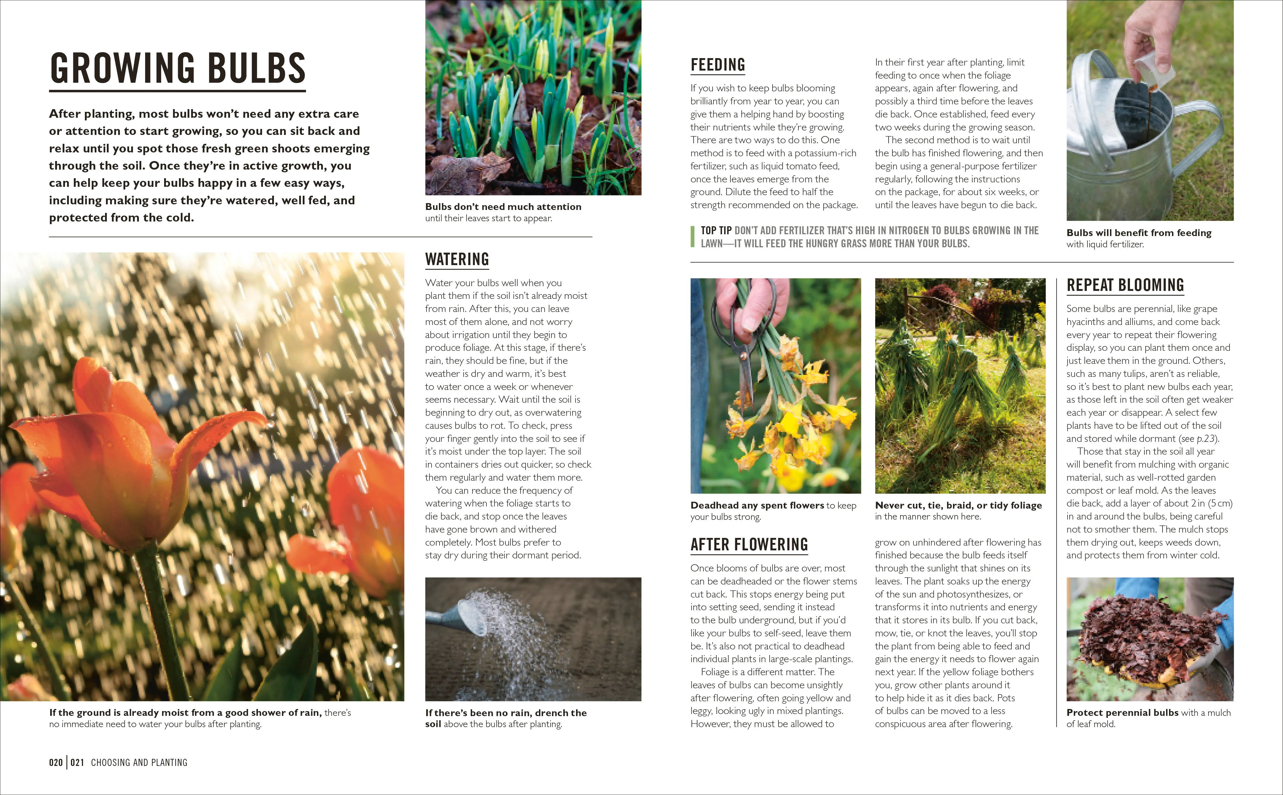 Grow Bulbs - Image 2