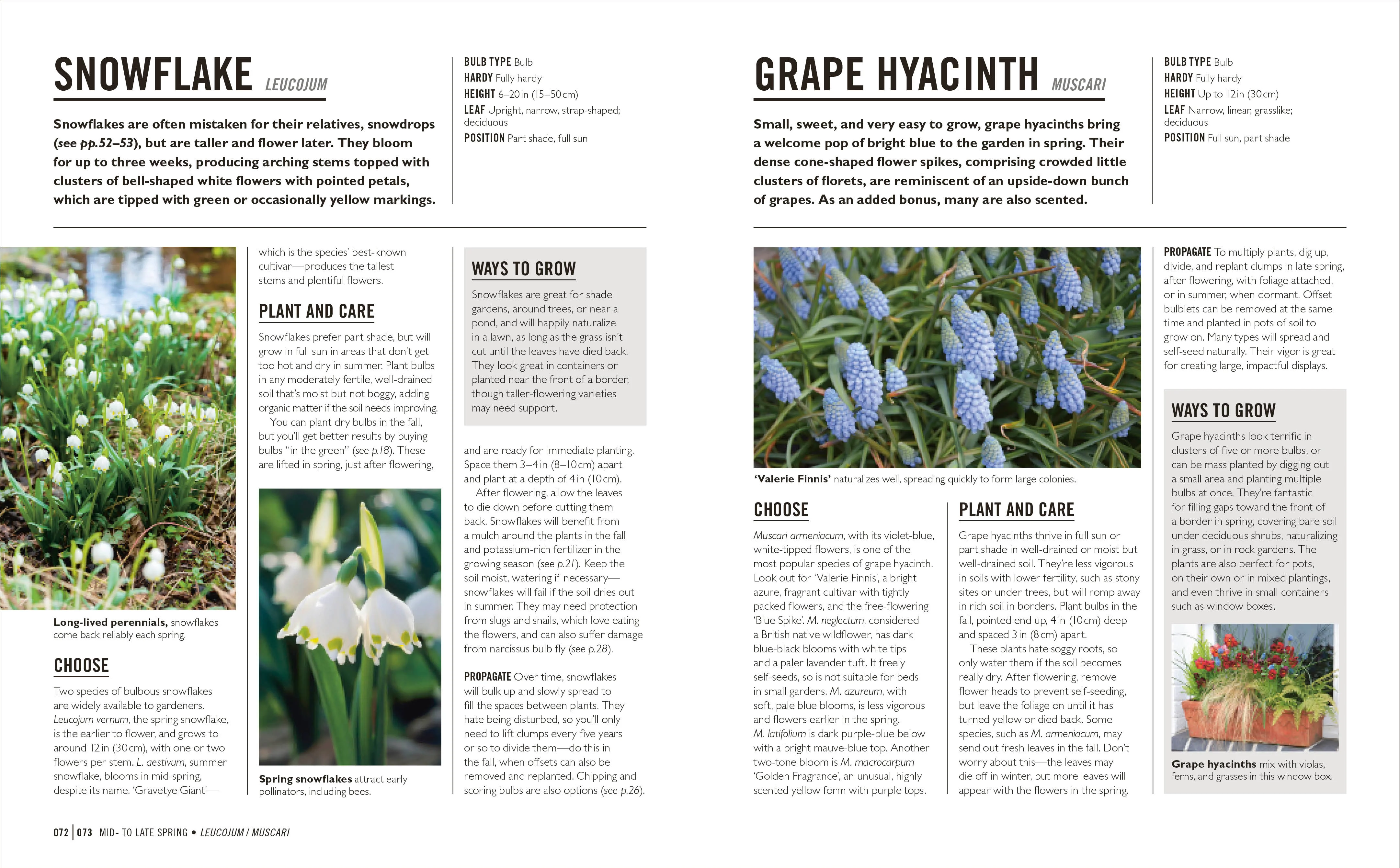 Grow Bulbs - Image 3