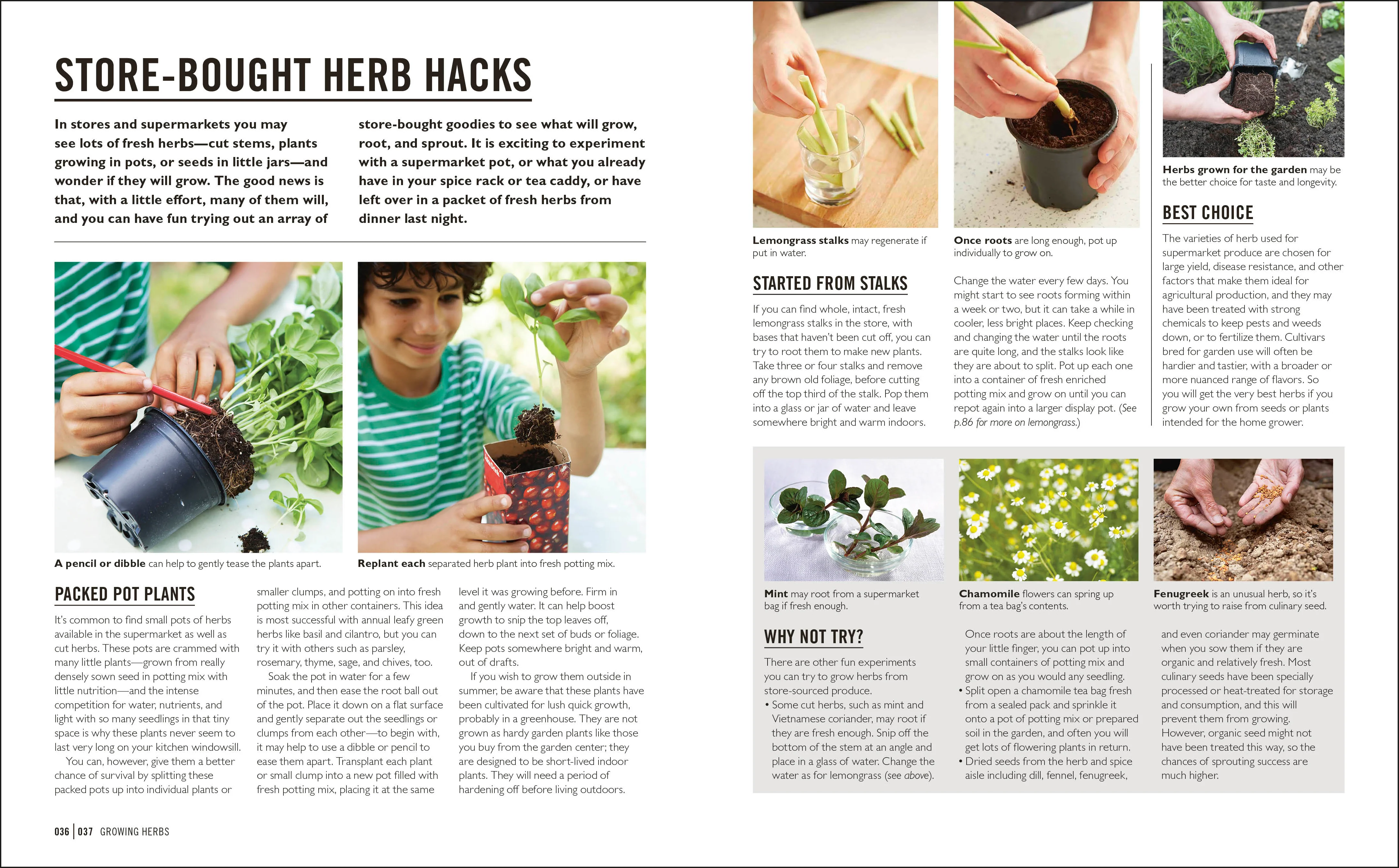 Grow Herbs - Image 4