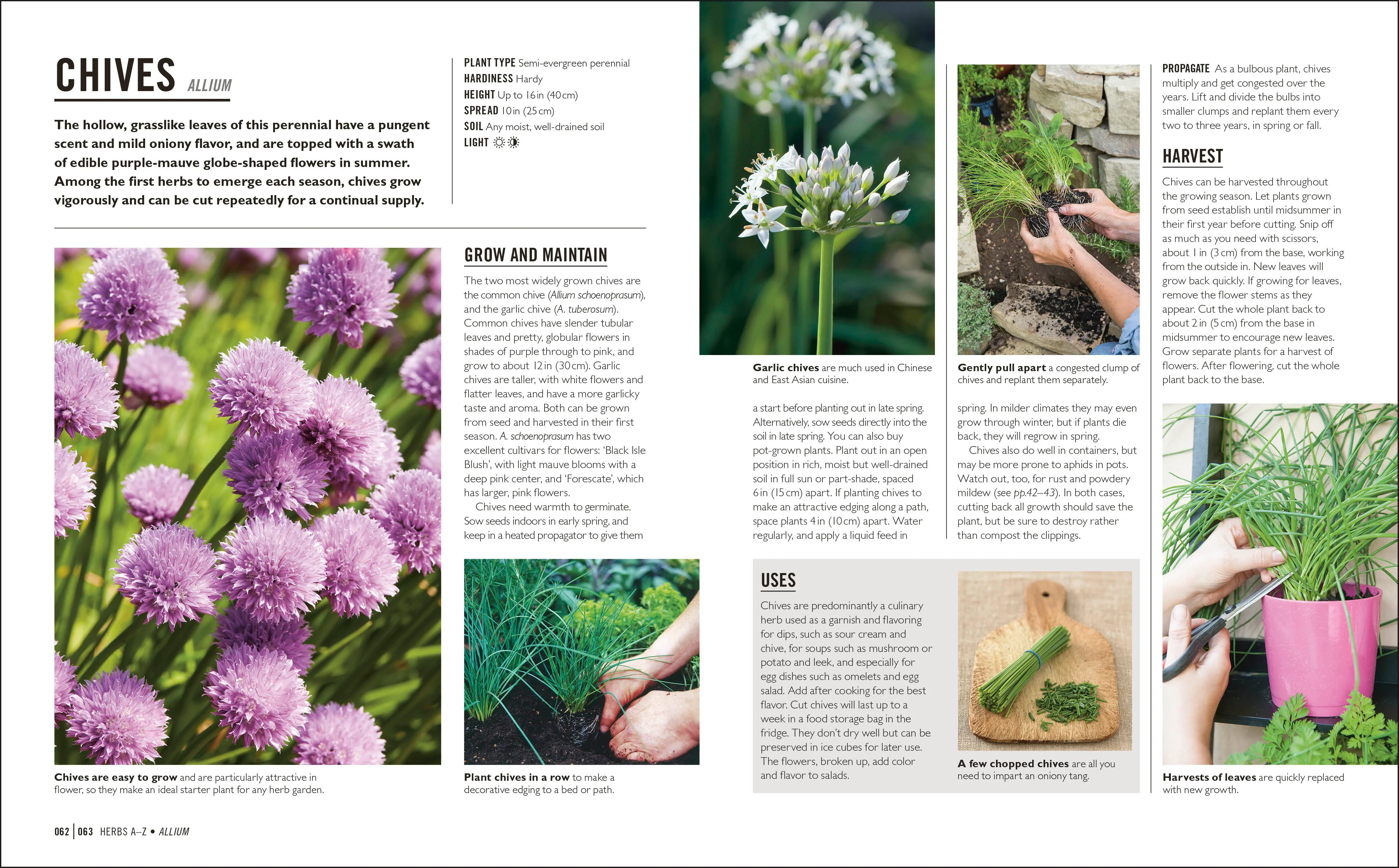 Grow Herbs - Image 5