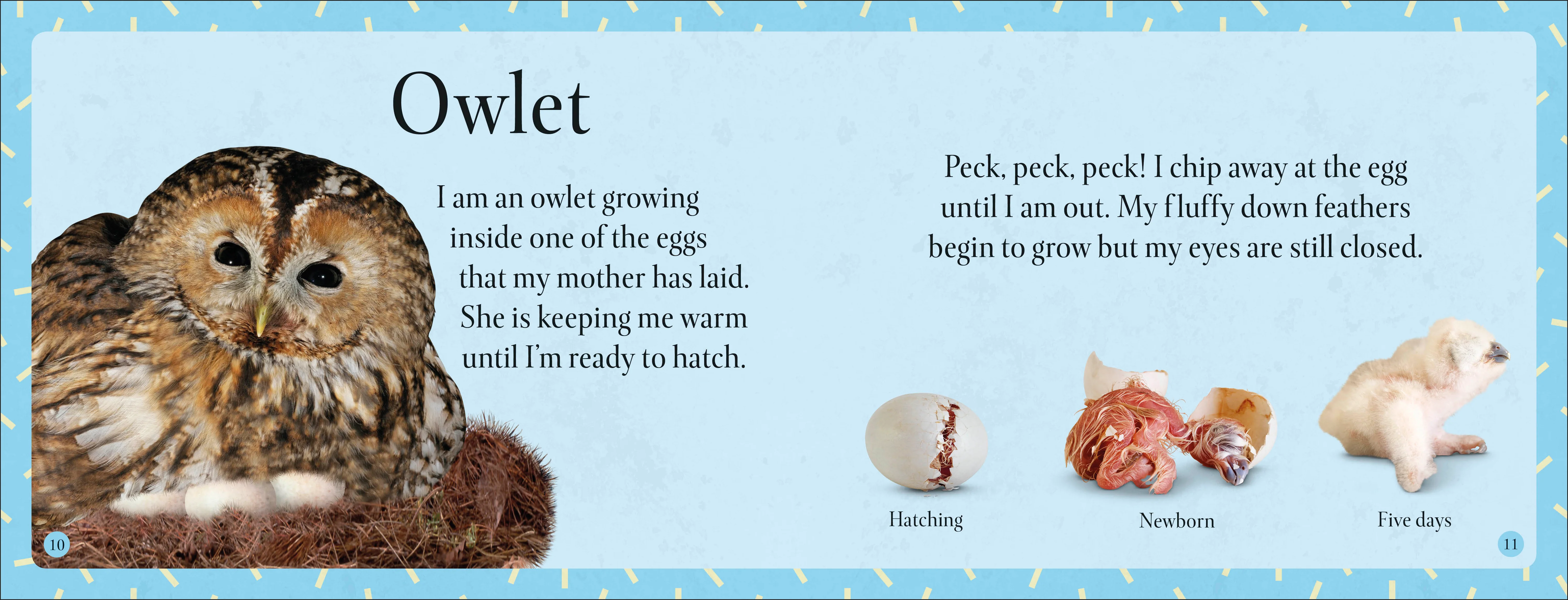 See How They Grow Forest - Image 2