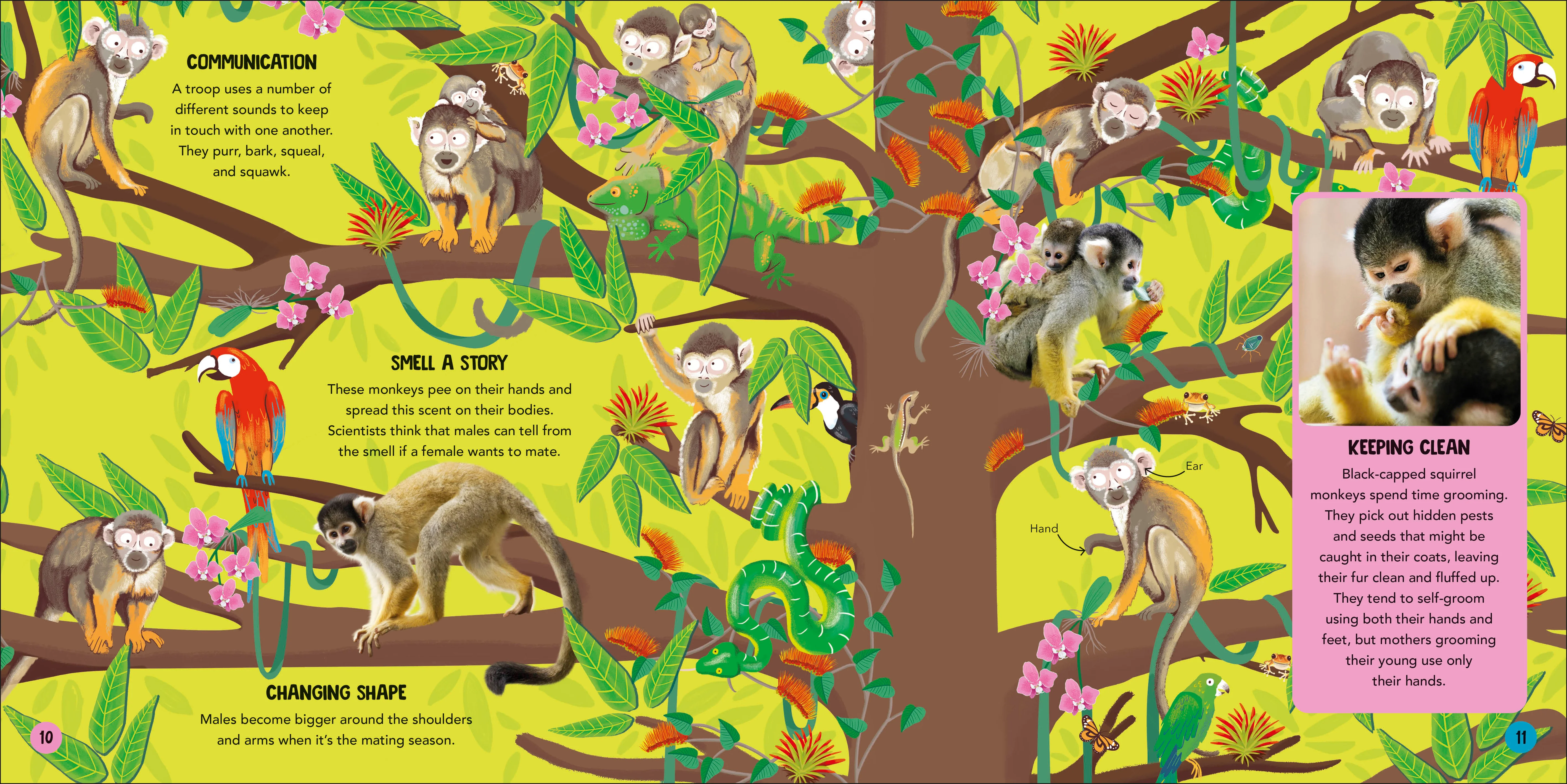 Animal Teams - Image 3