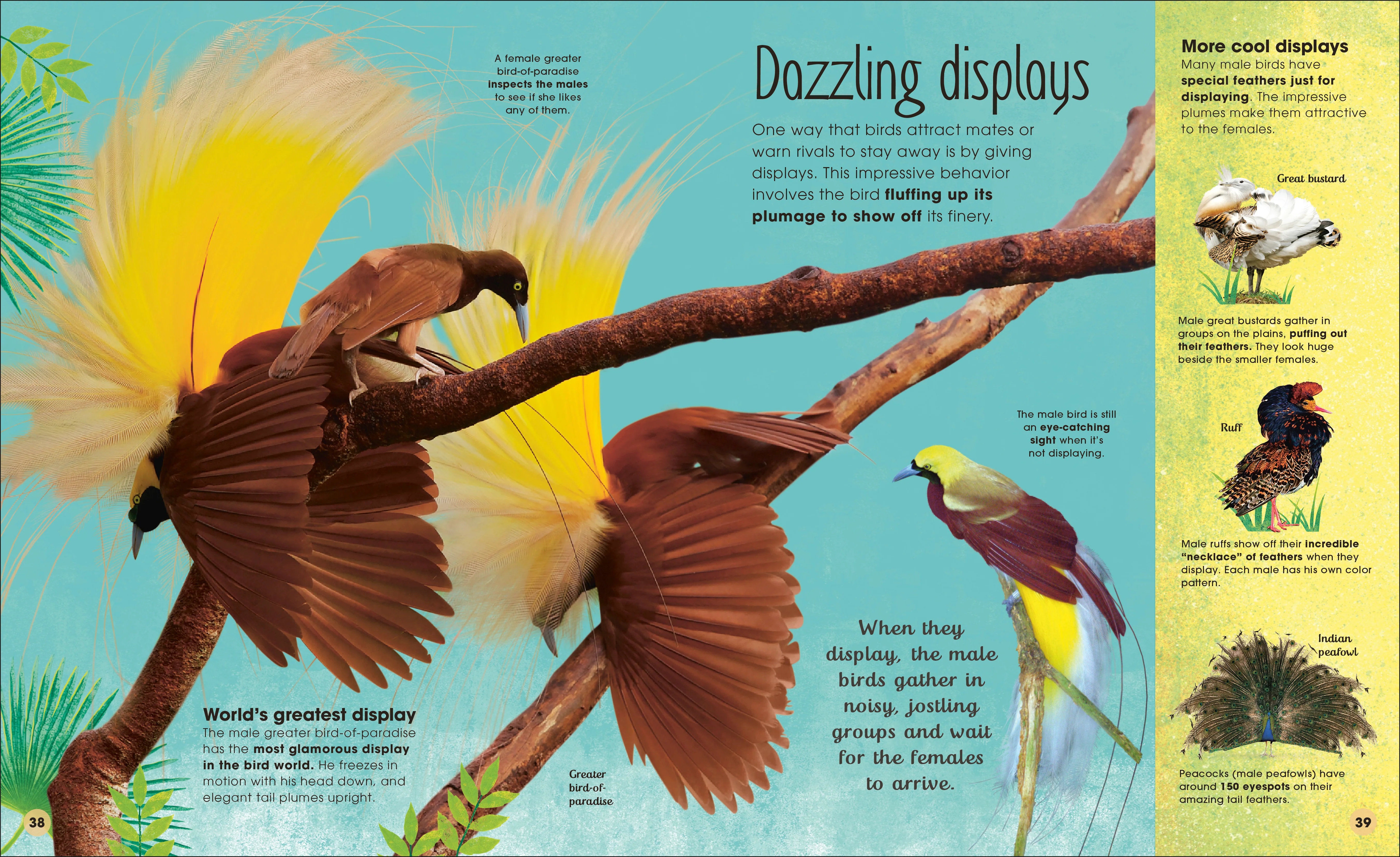 The Extraordinary World of Birds - Image 4