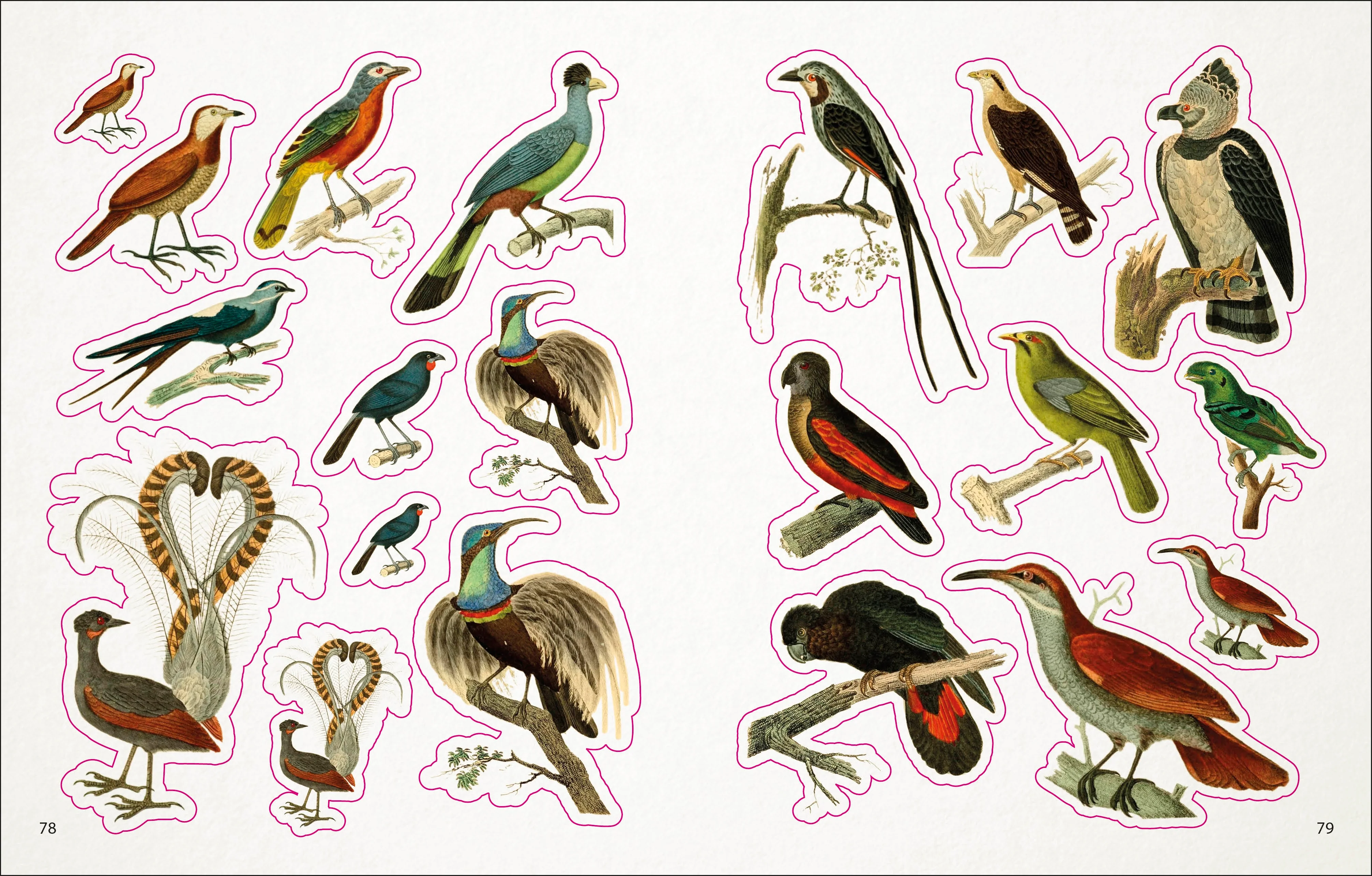 The Bees, Birds & Butterflies Sticker Anthology - Image 7