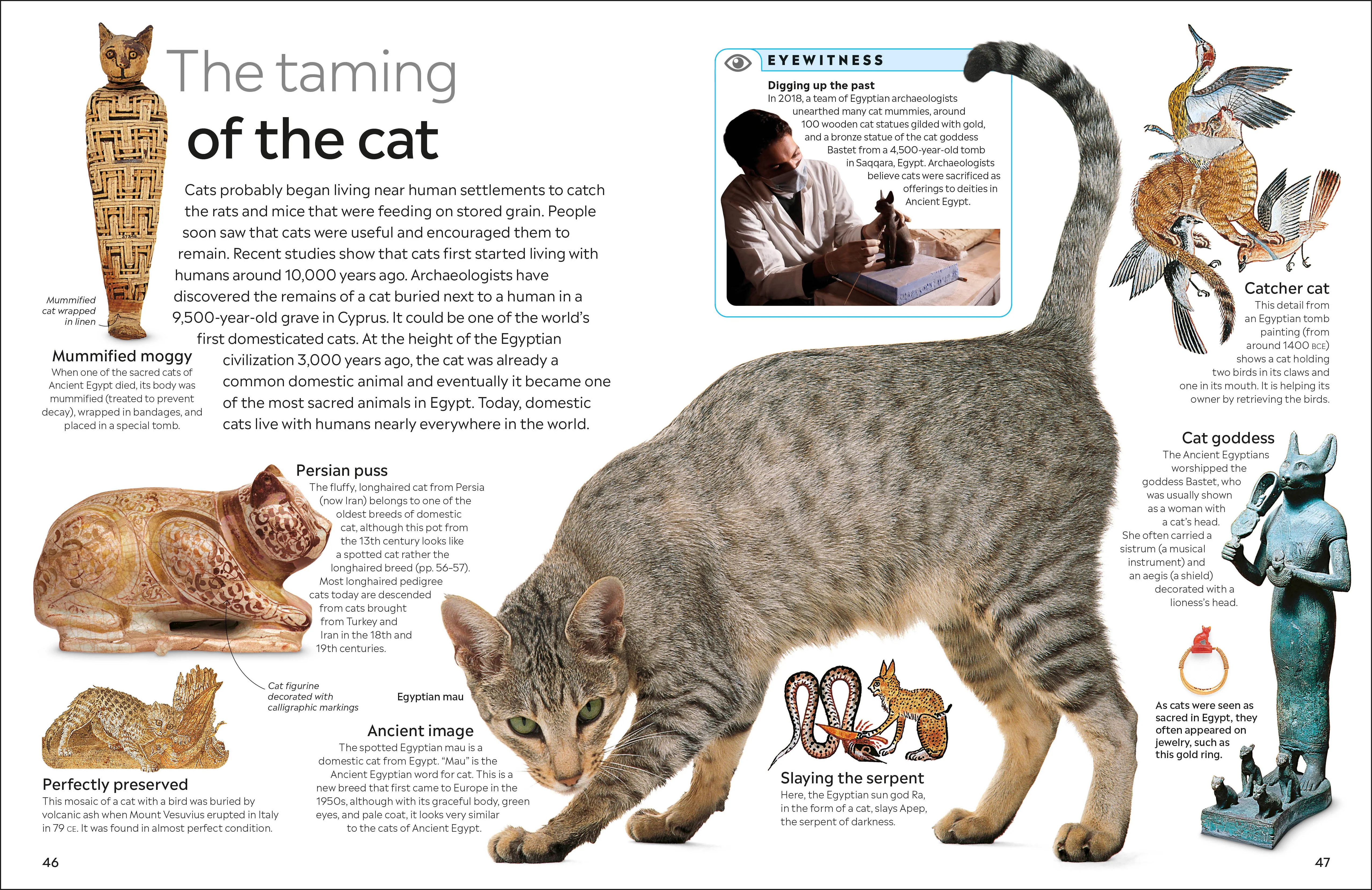 Cat - Image 3