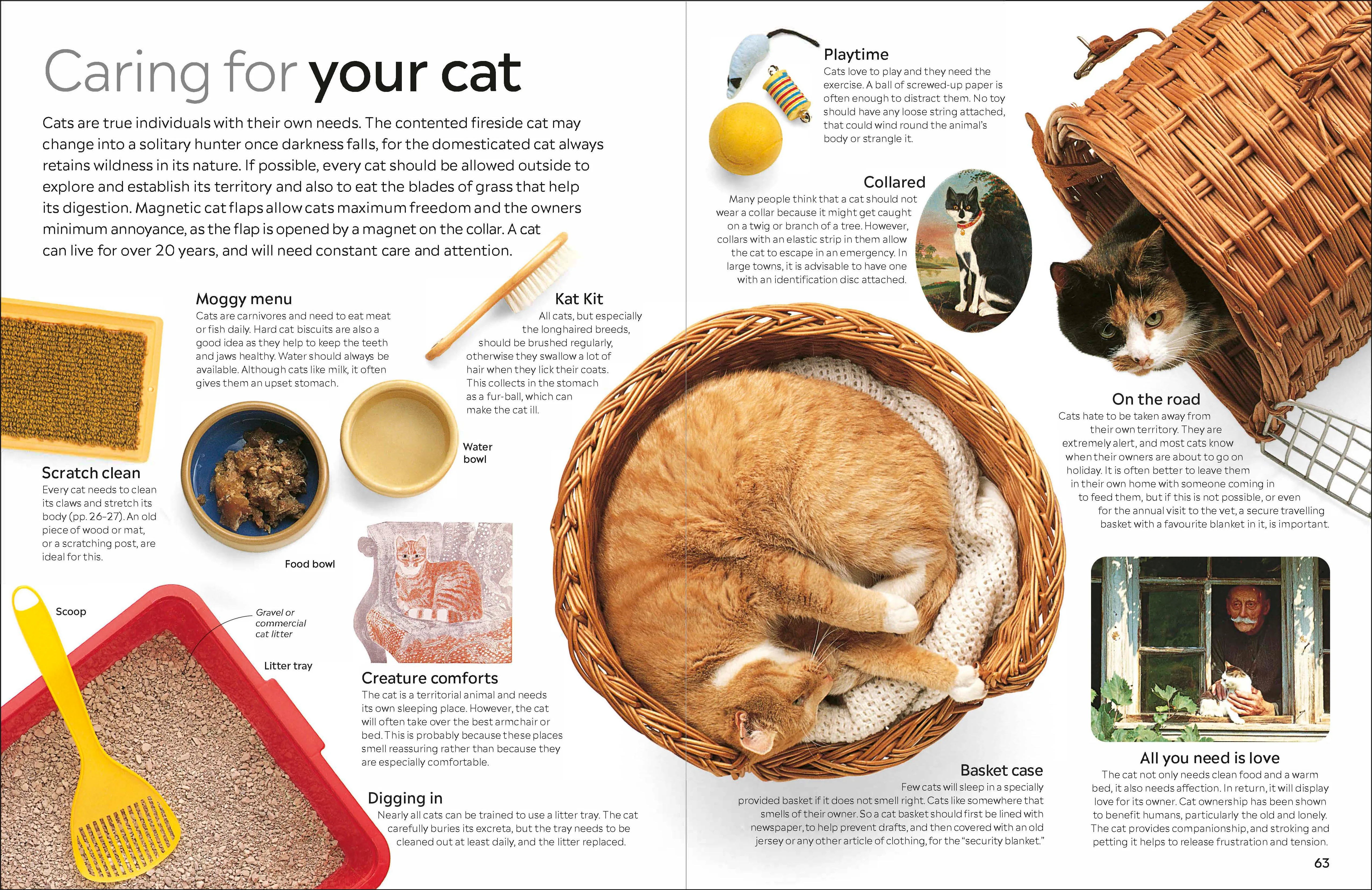 Cat - Image 4