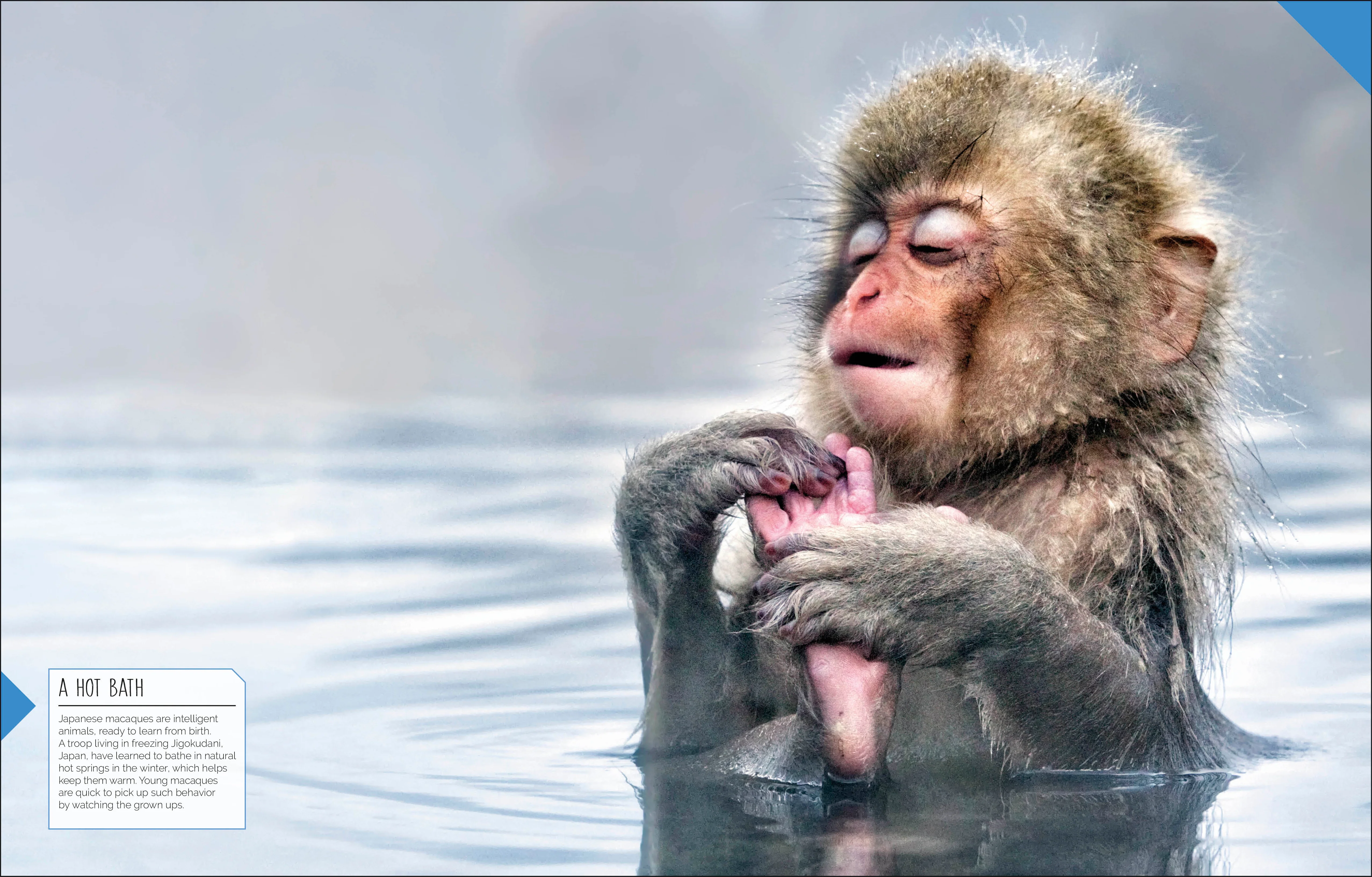 Born to be Wild - Image 11