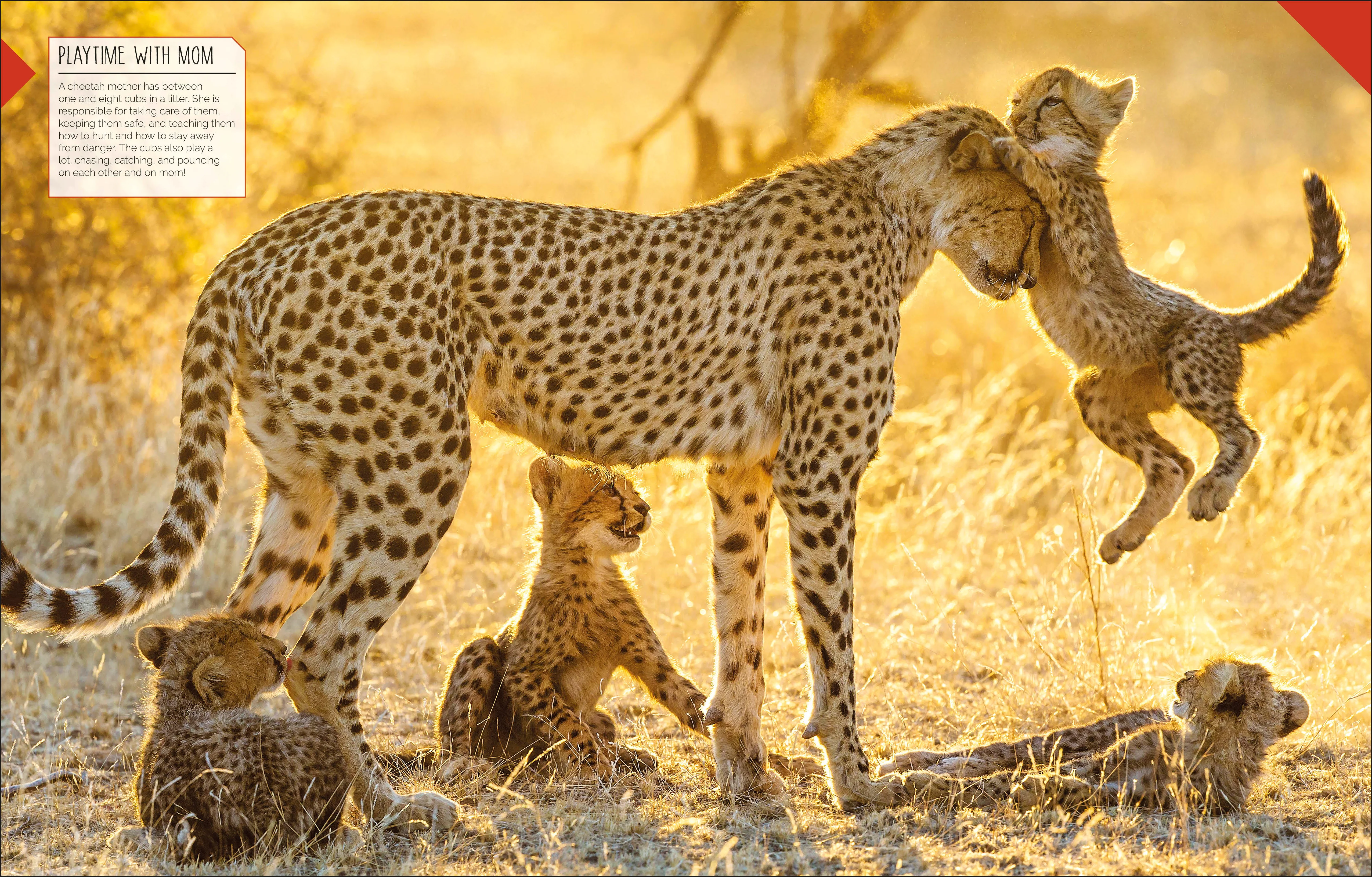 Born to be Wild - Image 3