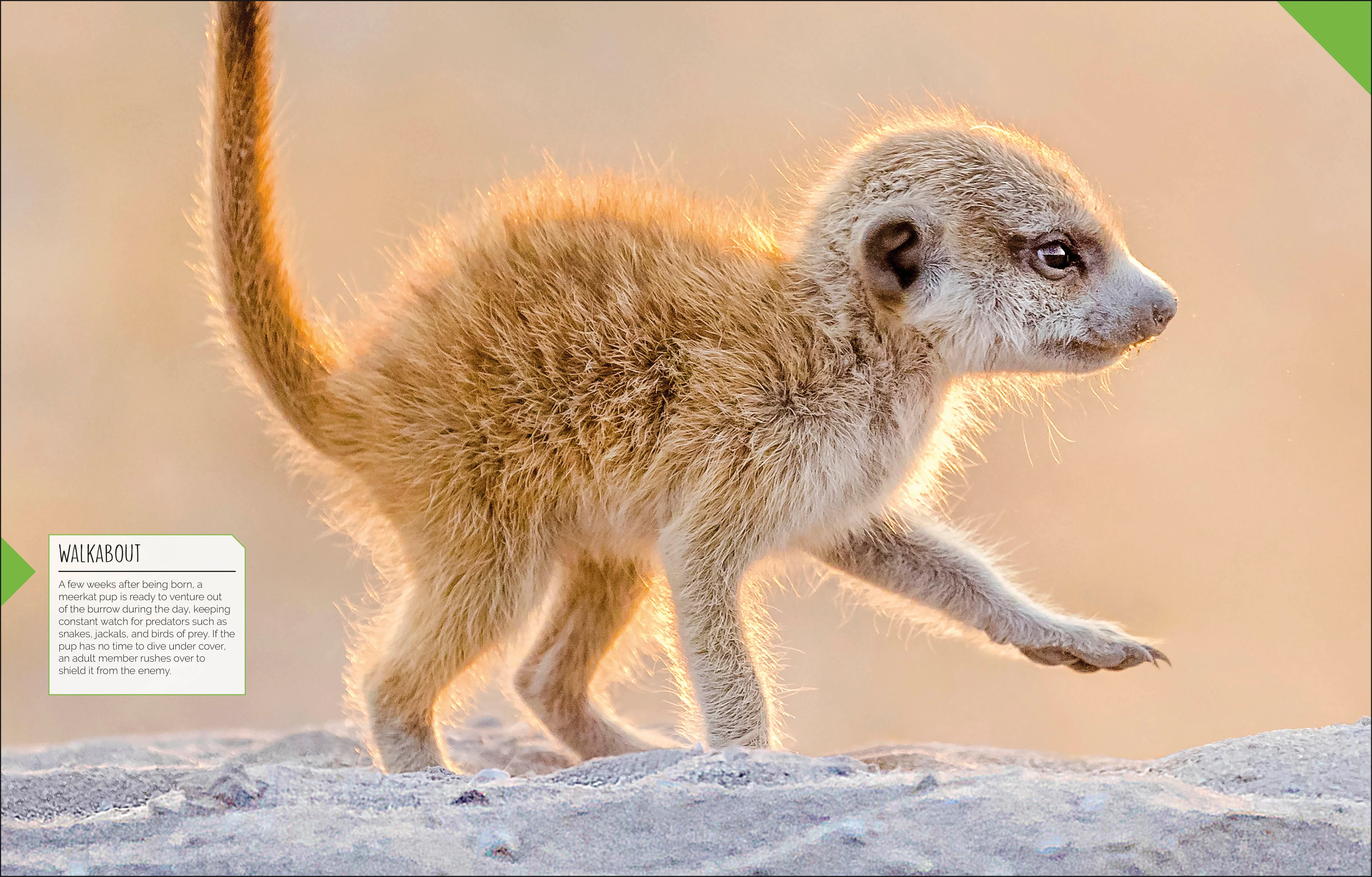 Born to be Wild - Image 7