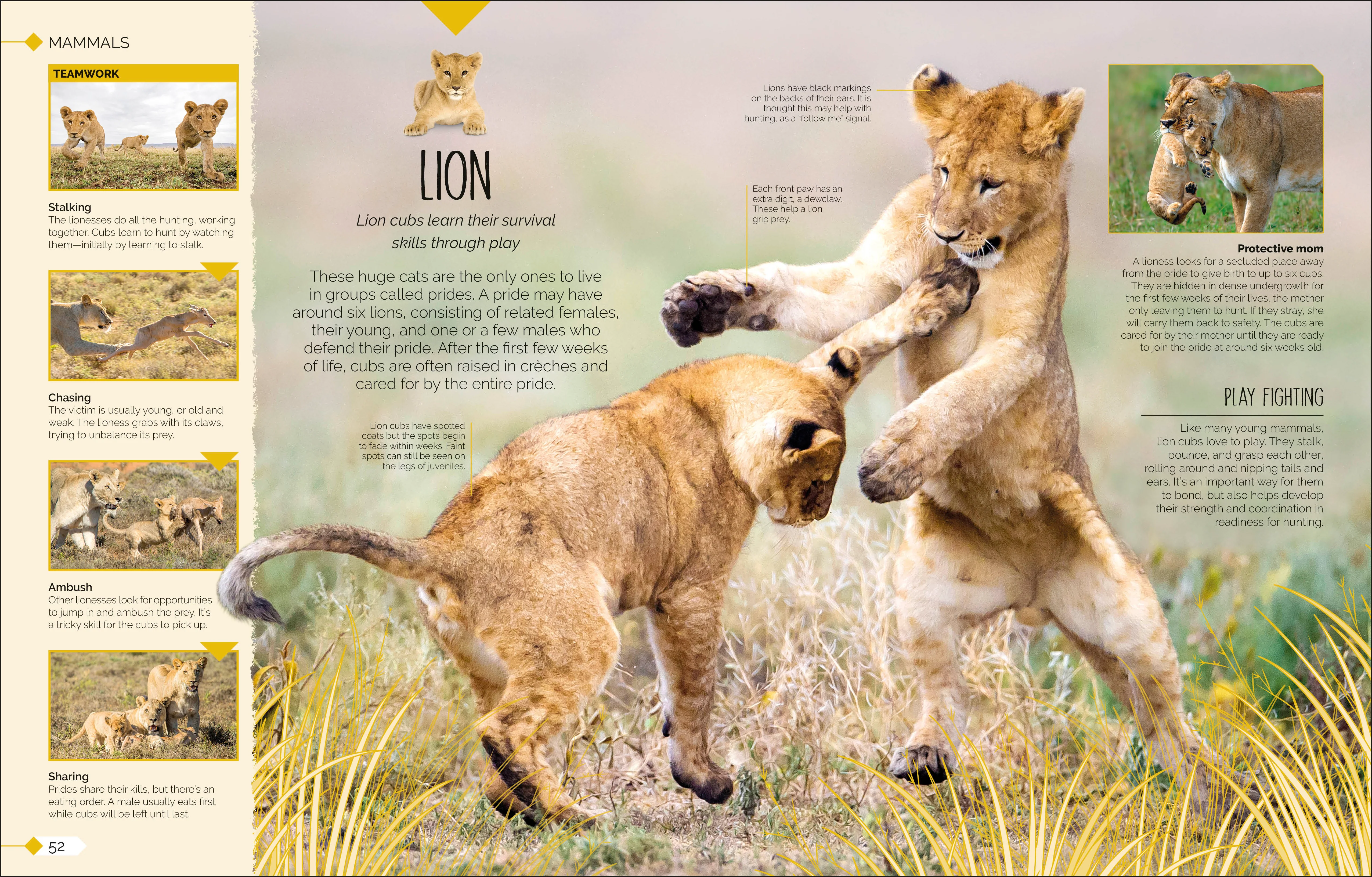 Born to be Wild - Image 8