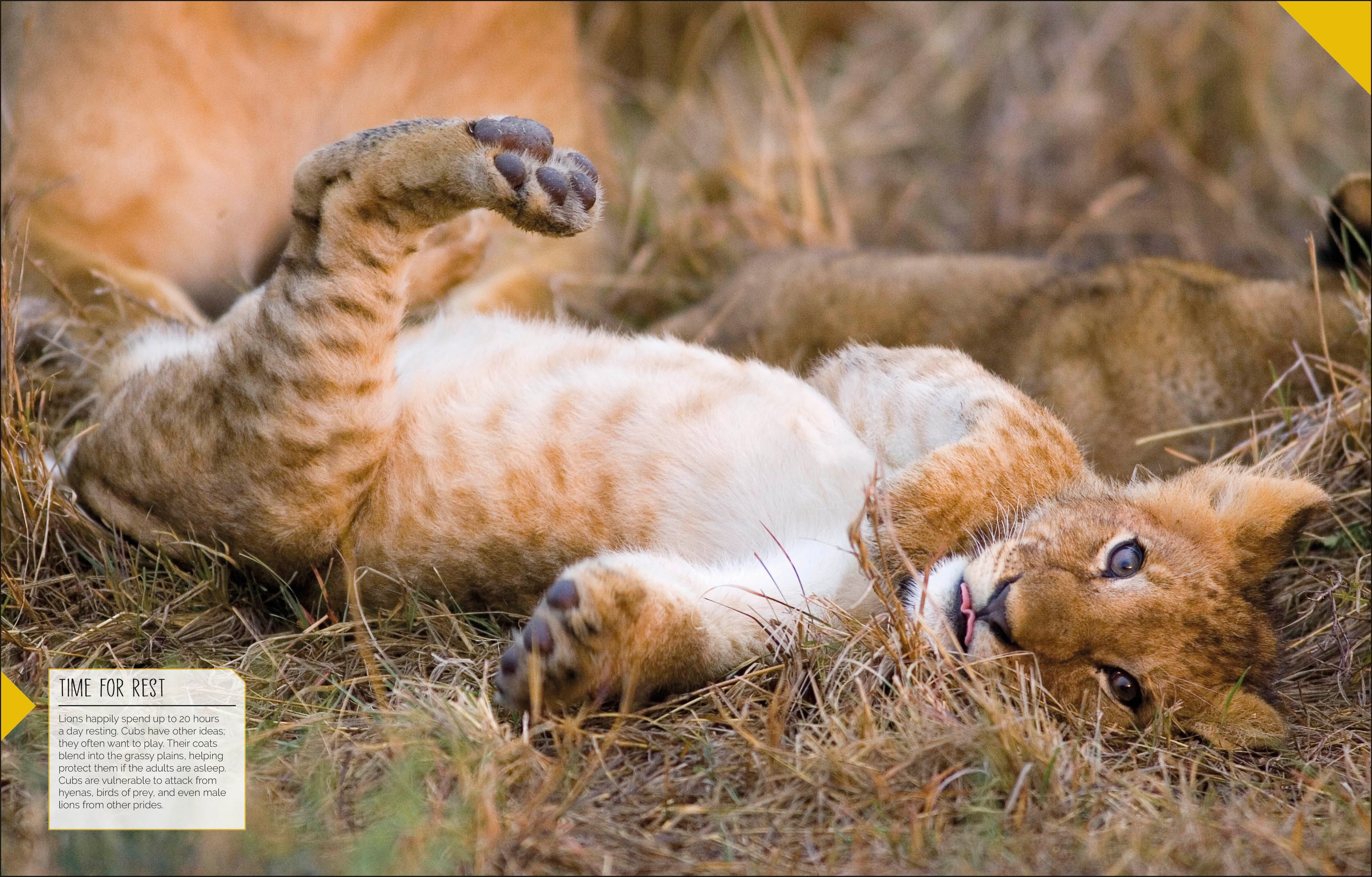 Born to be Wild - Image 9