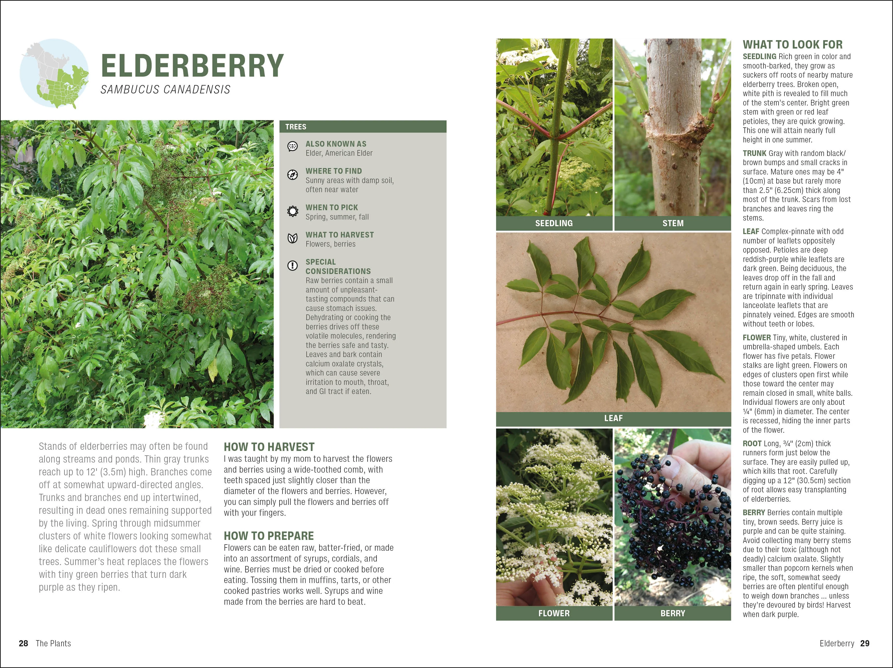 Foraging - Image 3