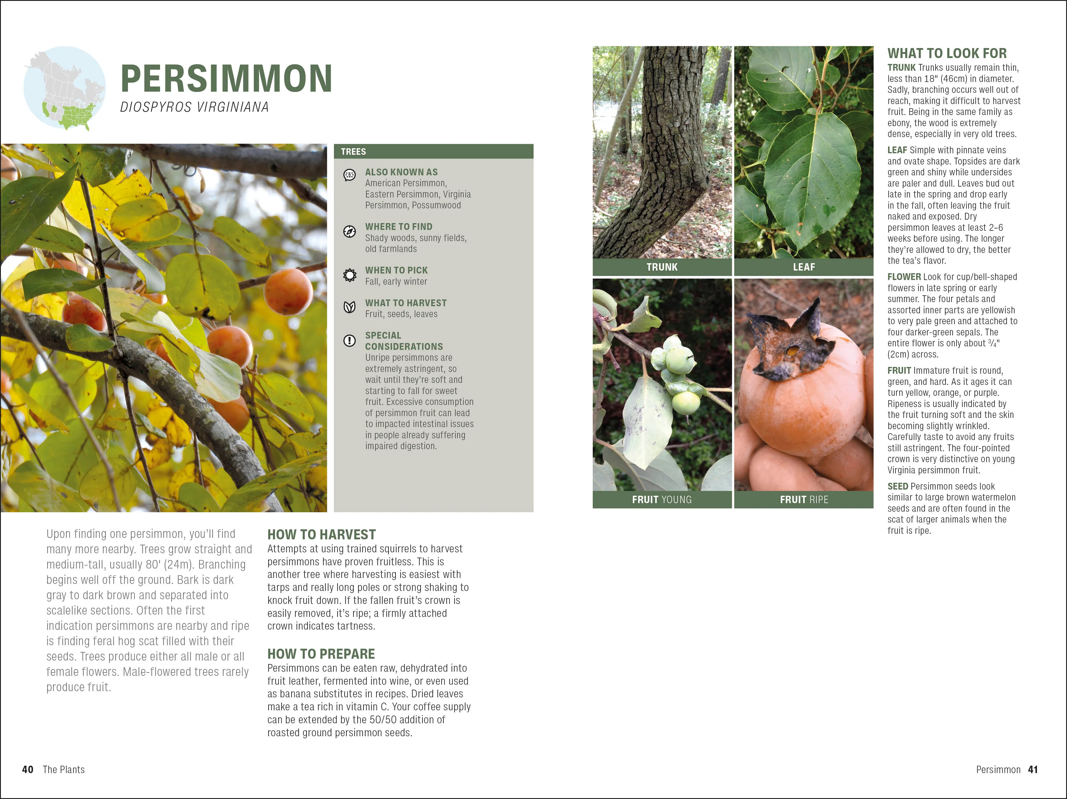 Foraging - Image 4