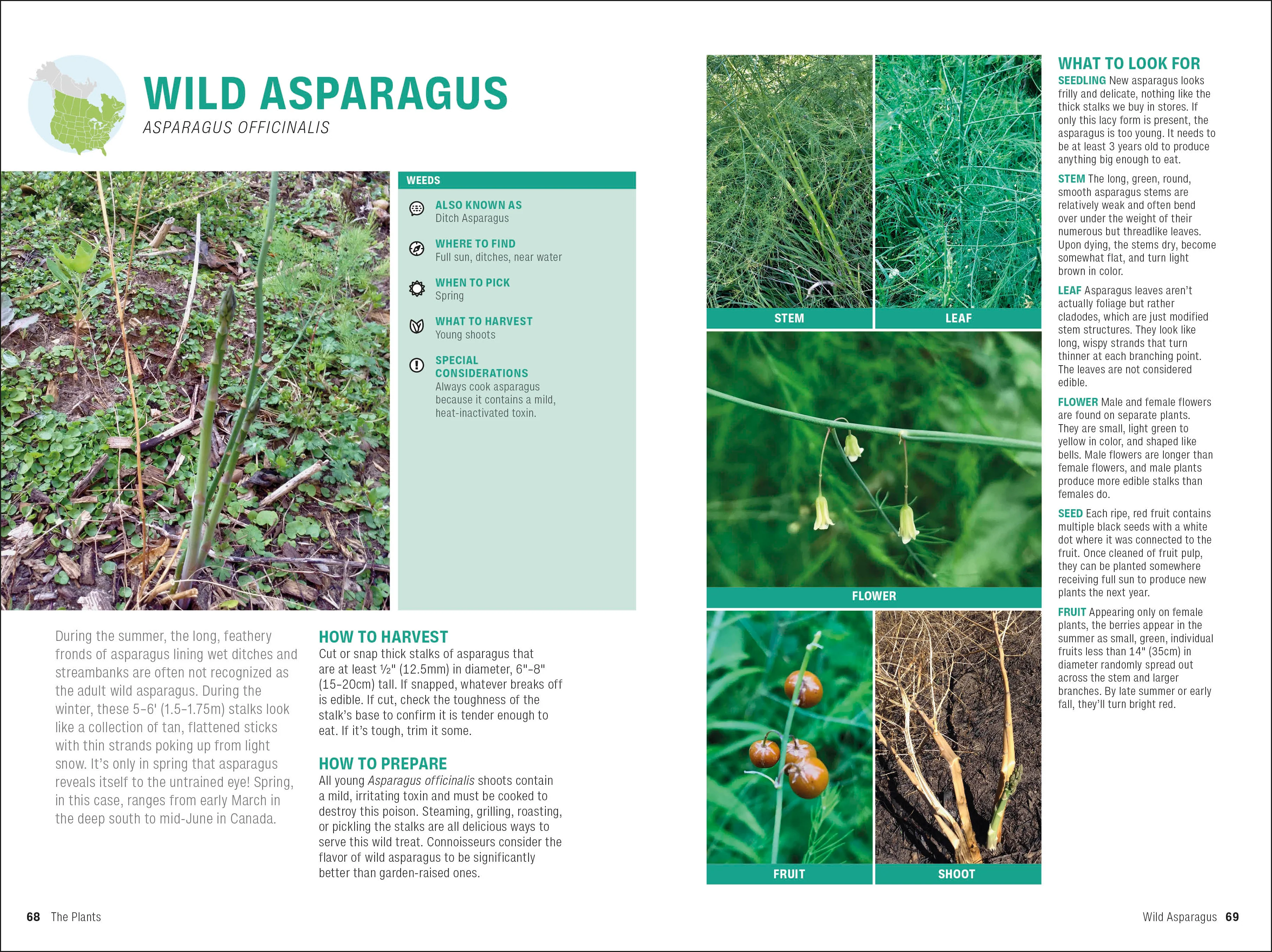 Foraging - Image 5