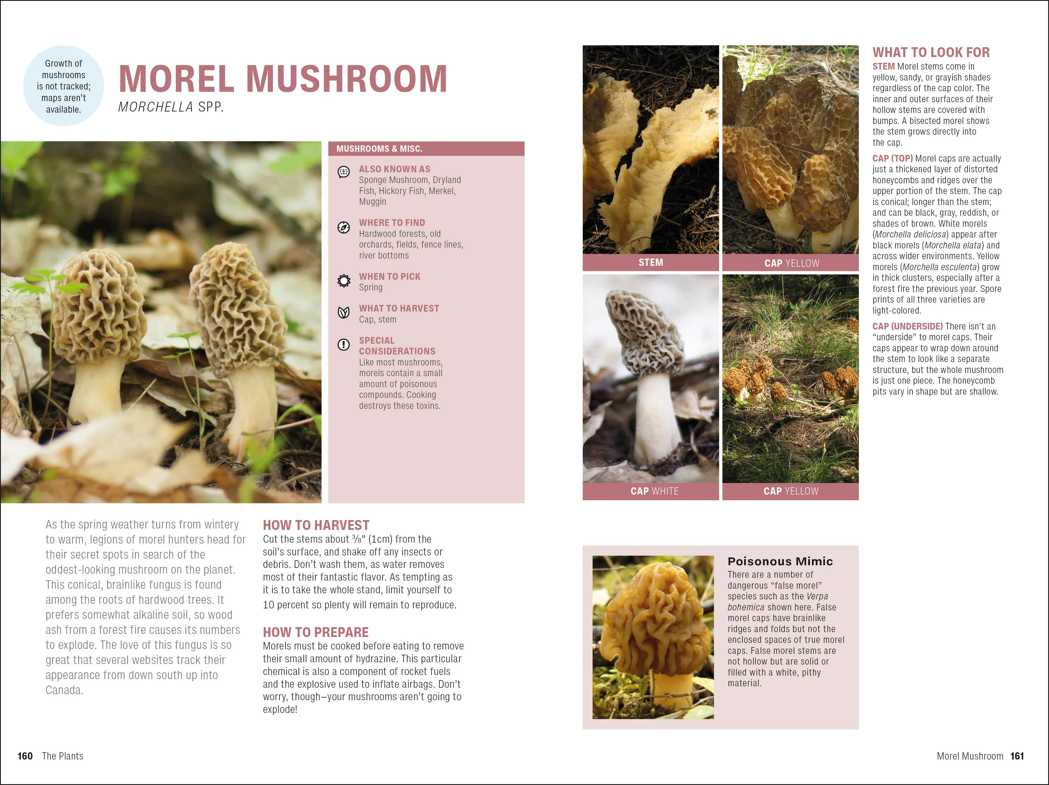 Foraging - Image 7