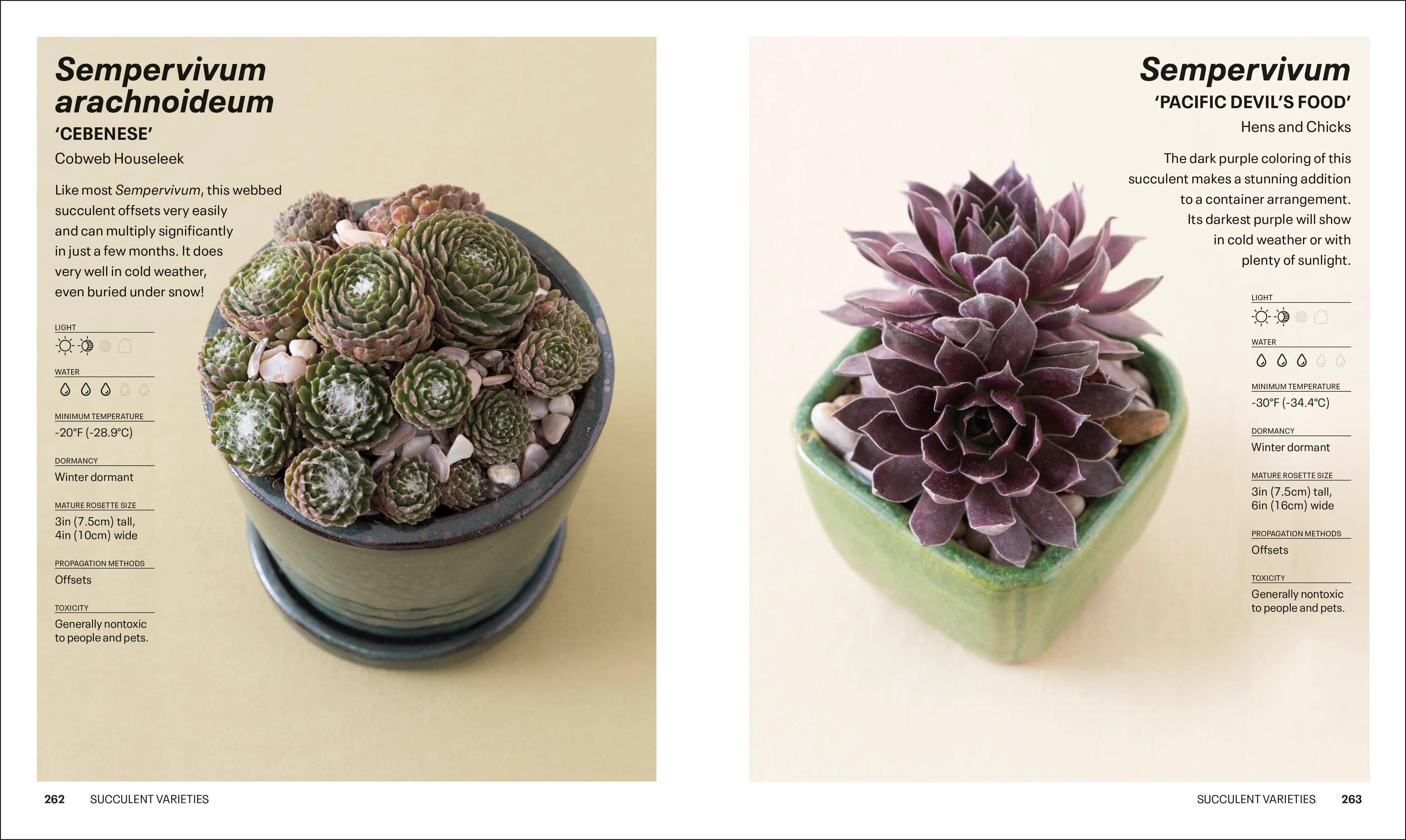 Succulents - Image 10