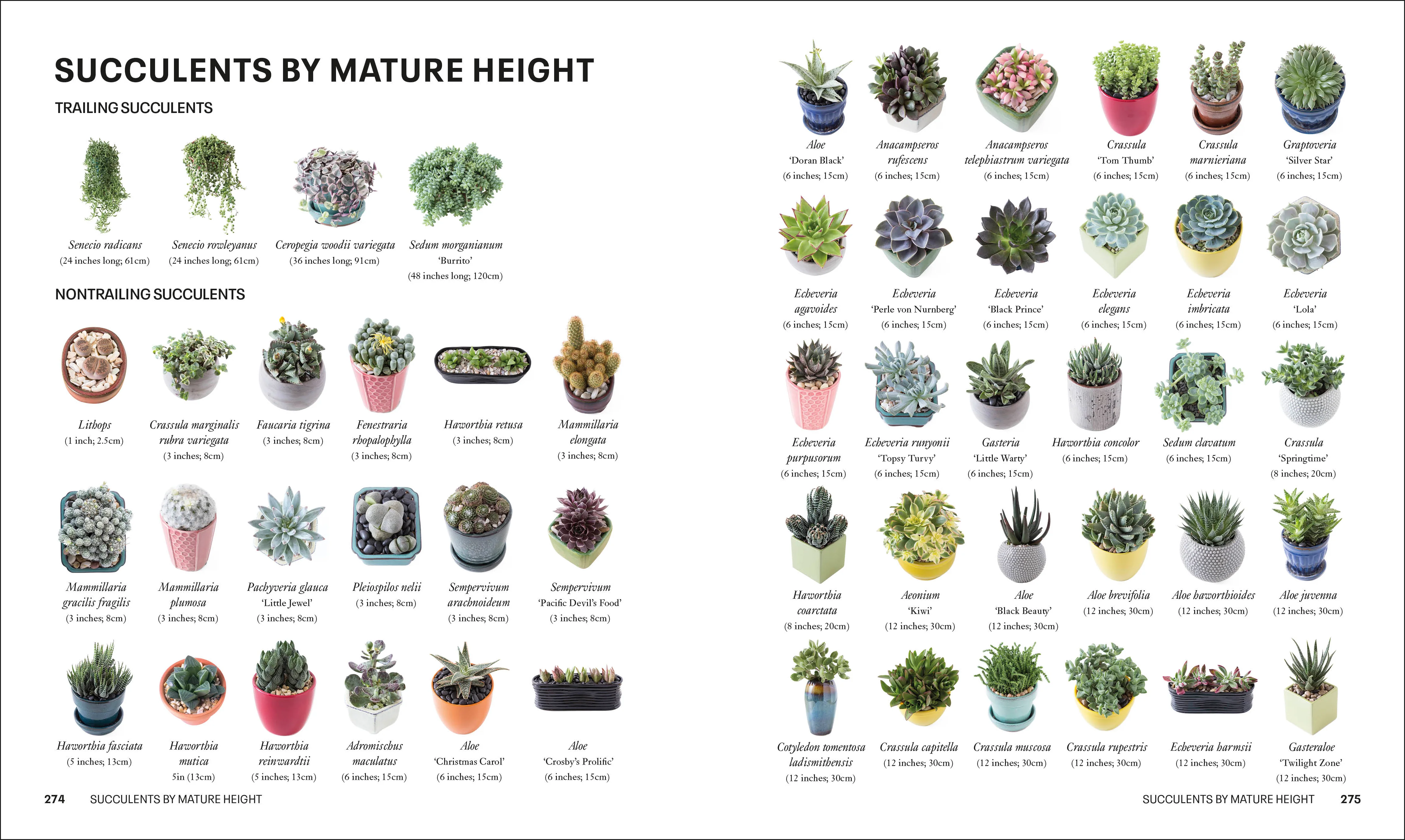 Succulents - Image 11