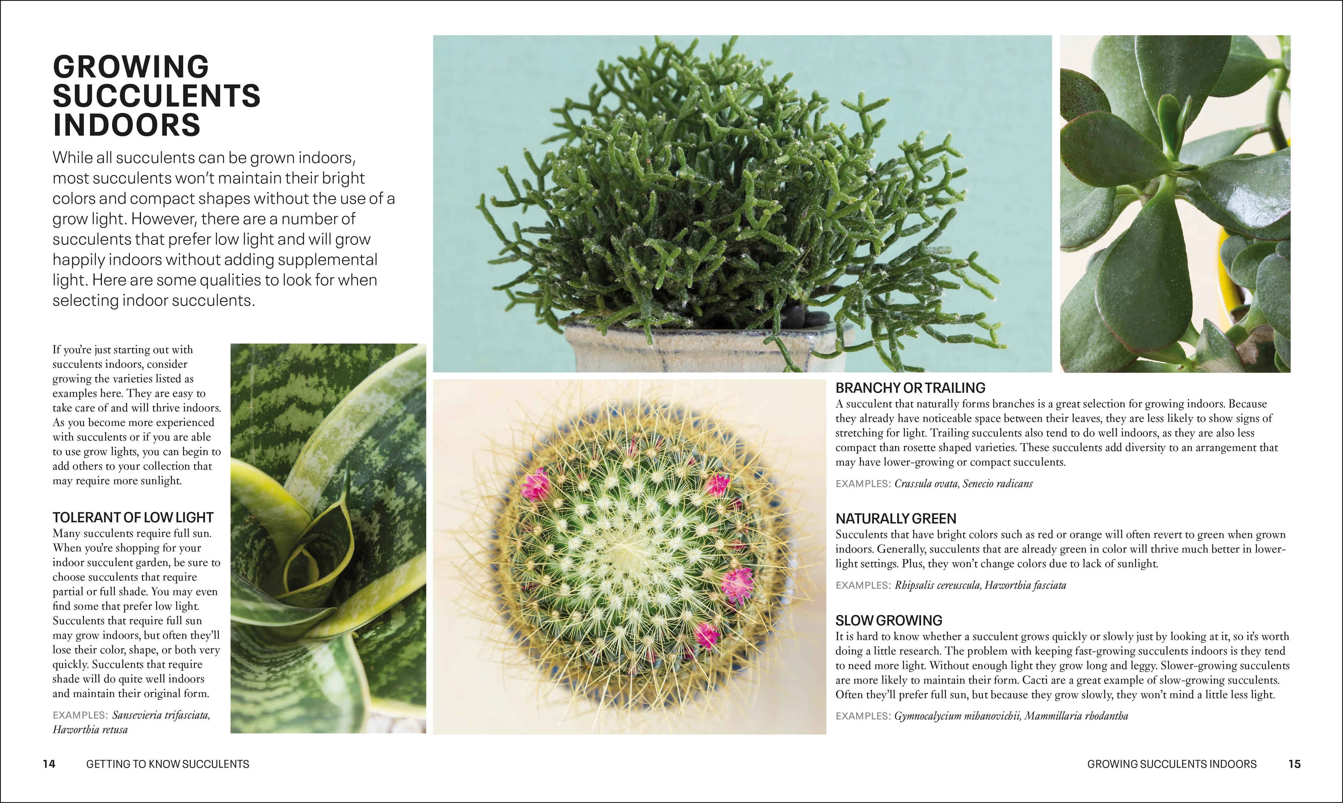 Succulents - Image 2