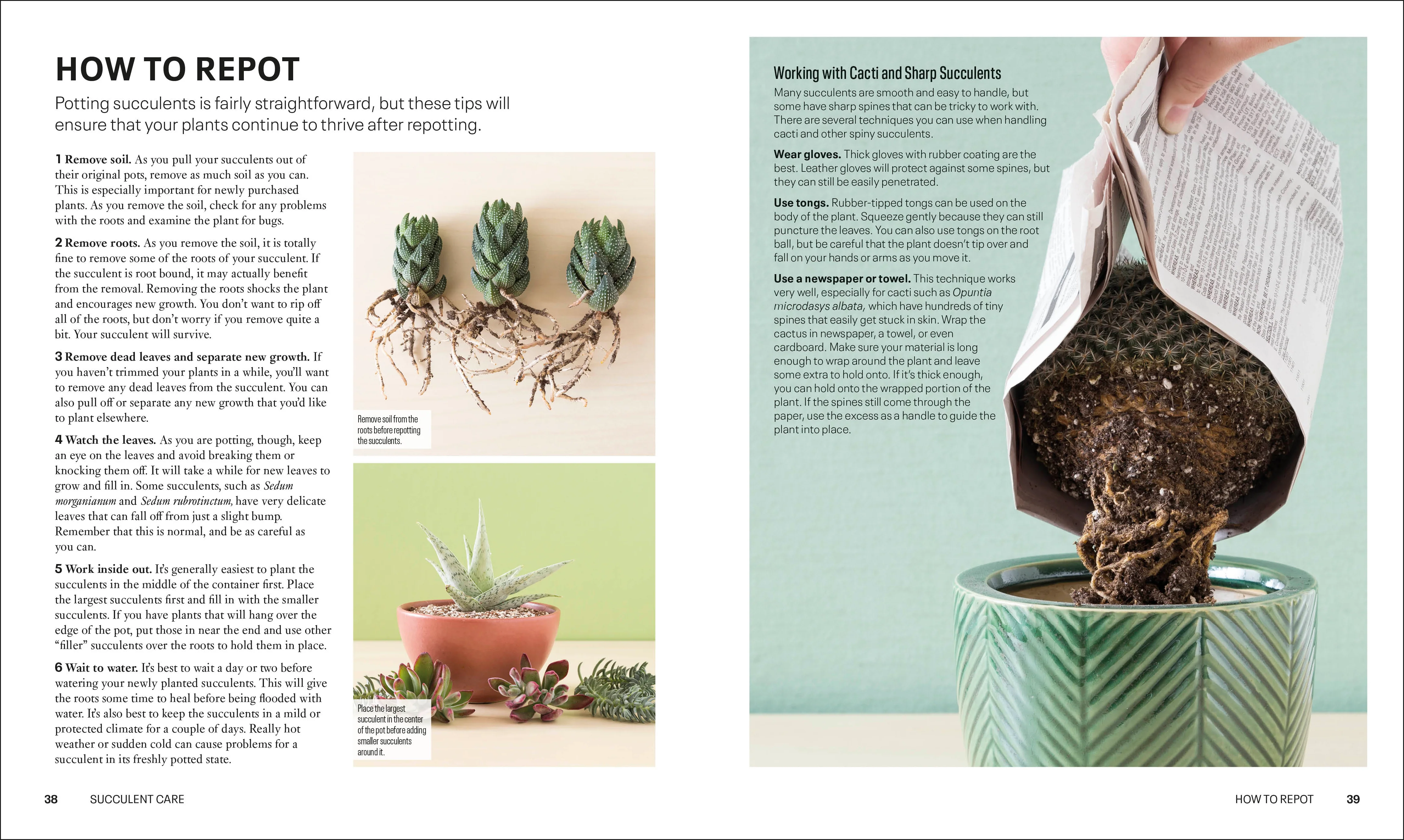 Succulents - Image 3