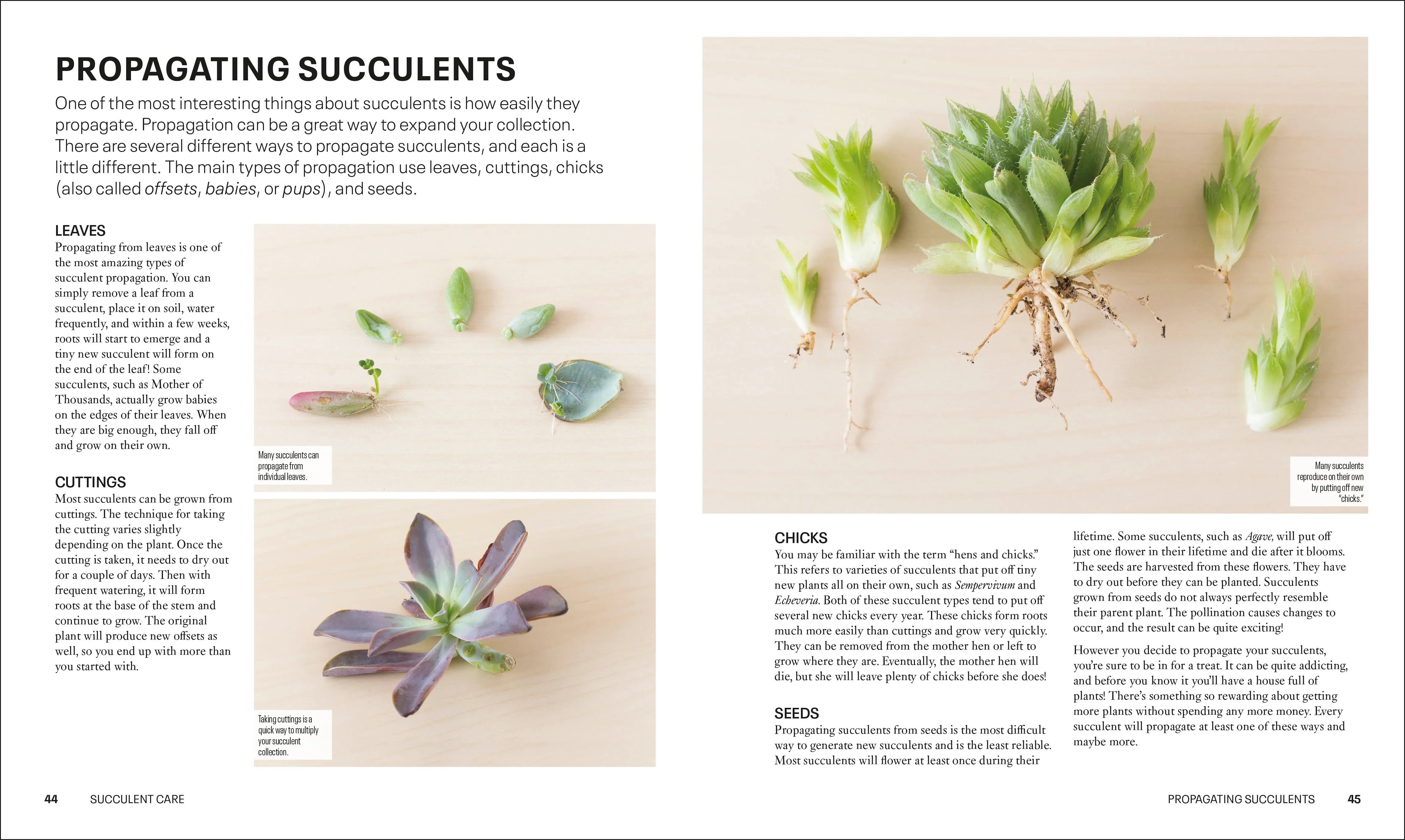 Succulents - Image 4