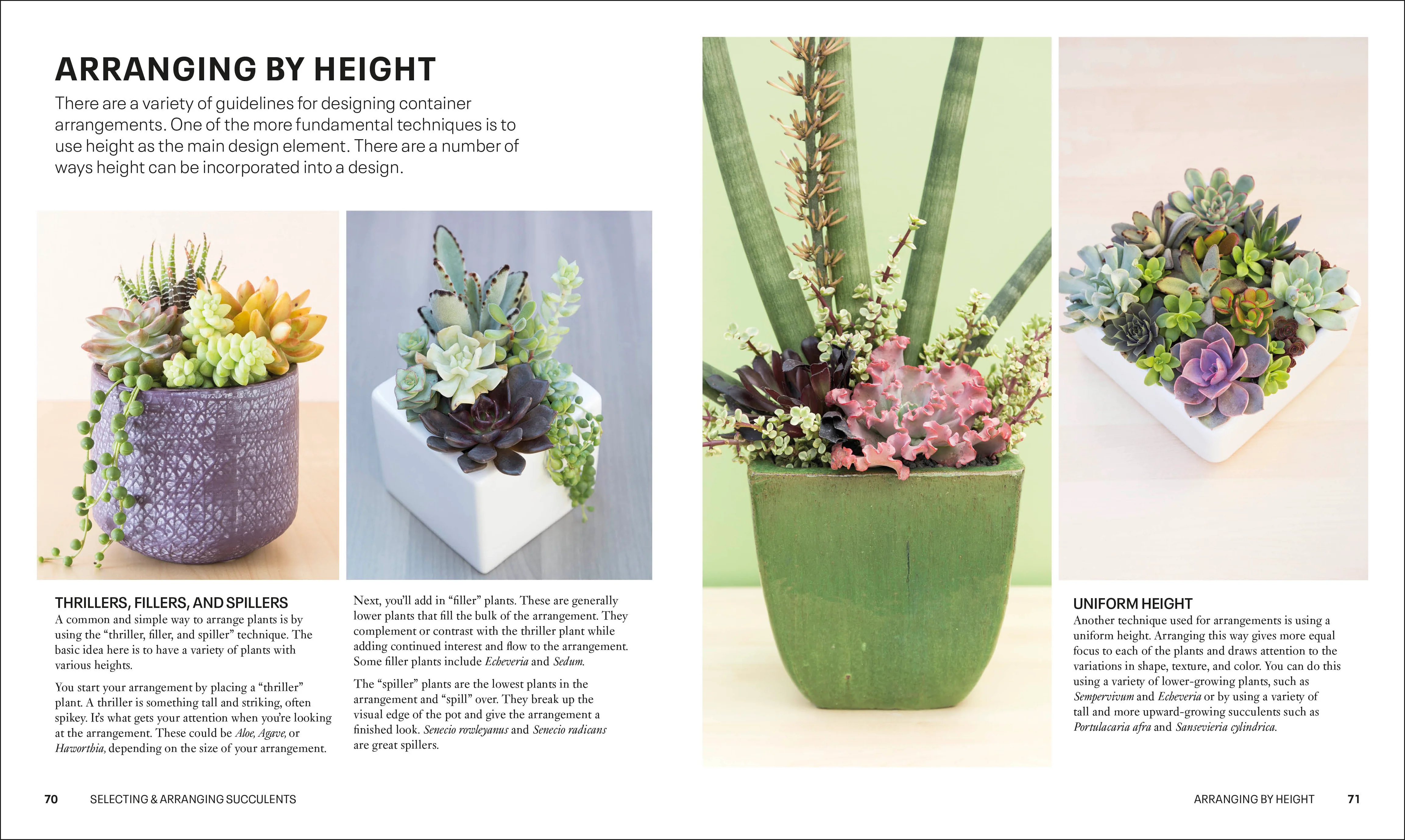 Succulents - Image 5